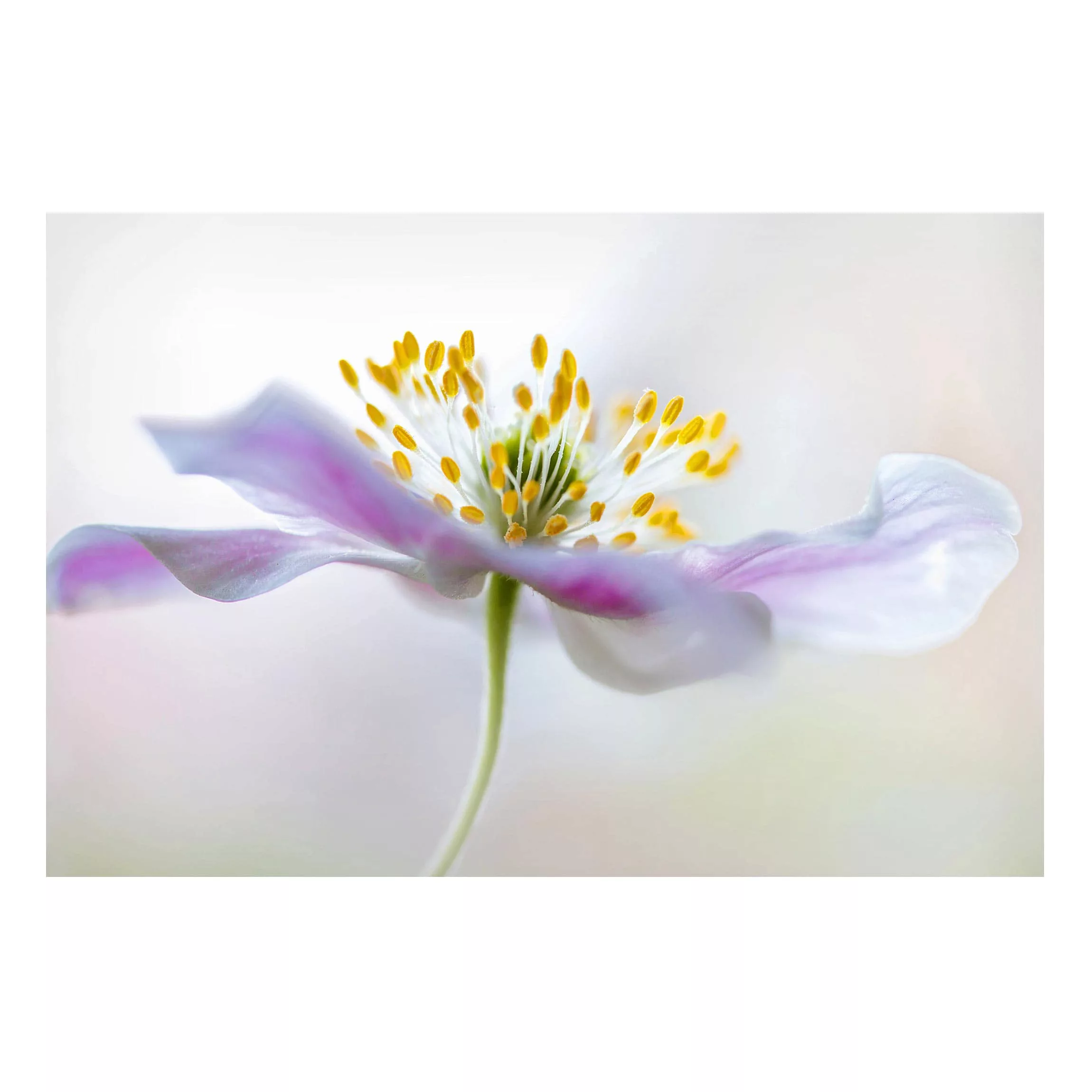 Magnettafel Blumen - Querformat 3:2 Buschwindröschen in Weiß günstig online kaufen