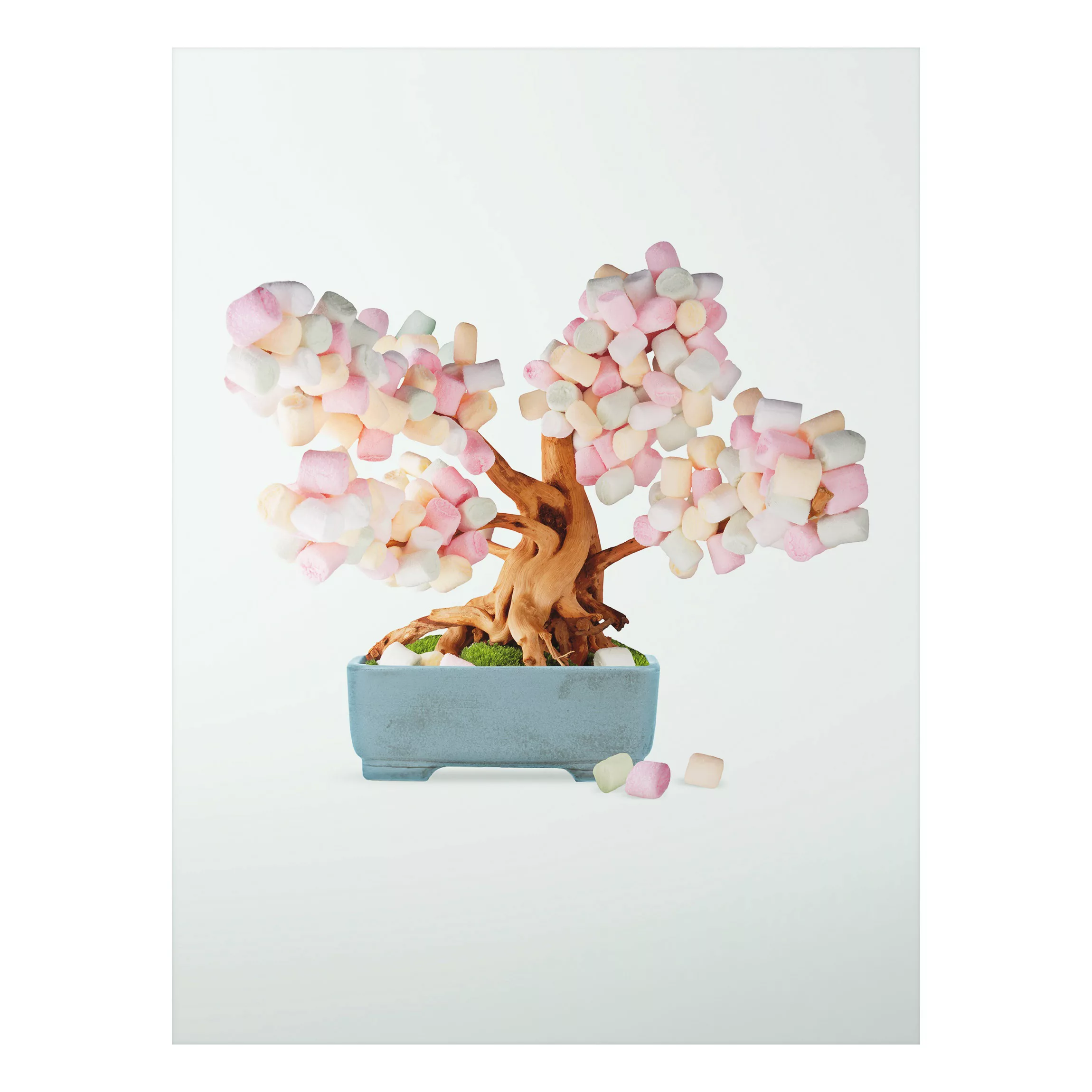 Alu-Dibond Bild - Hochformat 3:4 Bonsai mit Marshmallows günstig online kaufen