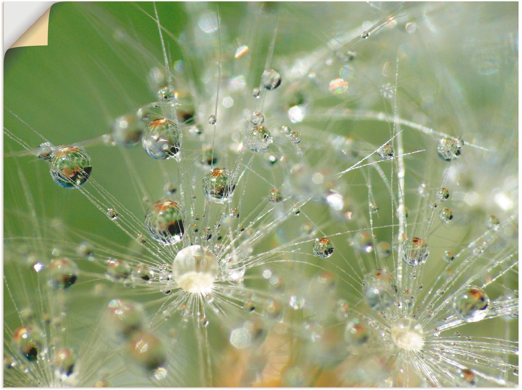 Artland Wandbild "Wassertropfen Pusteblume", Blumen, (1 St.), als Leinwandb günstig online kaufen