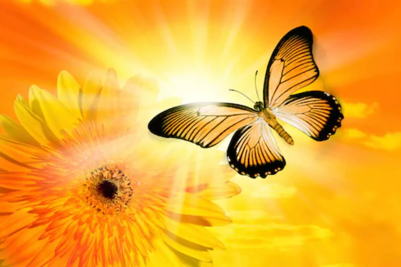 Papermoon Fototapete »Schmetterling« günstig online kaufen