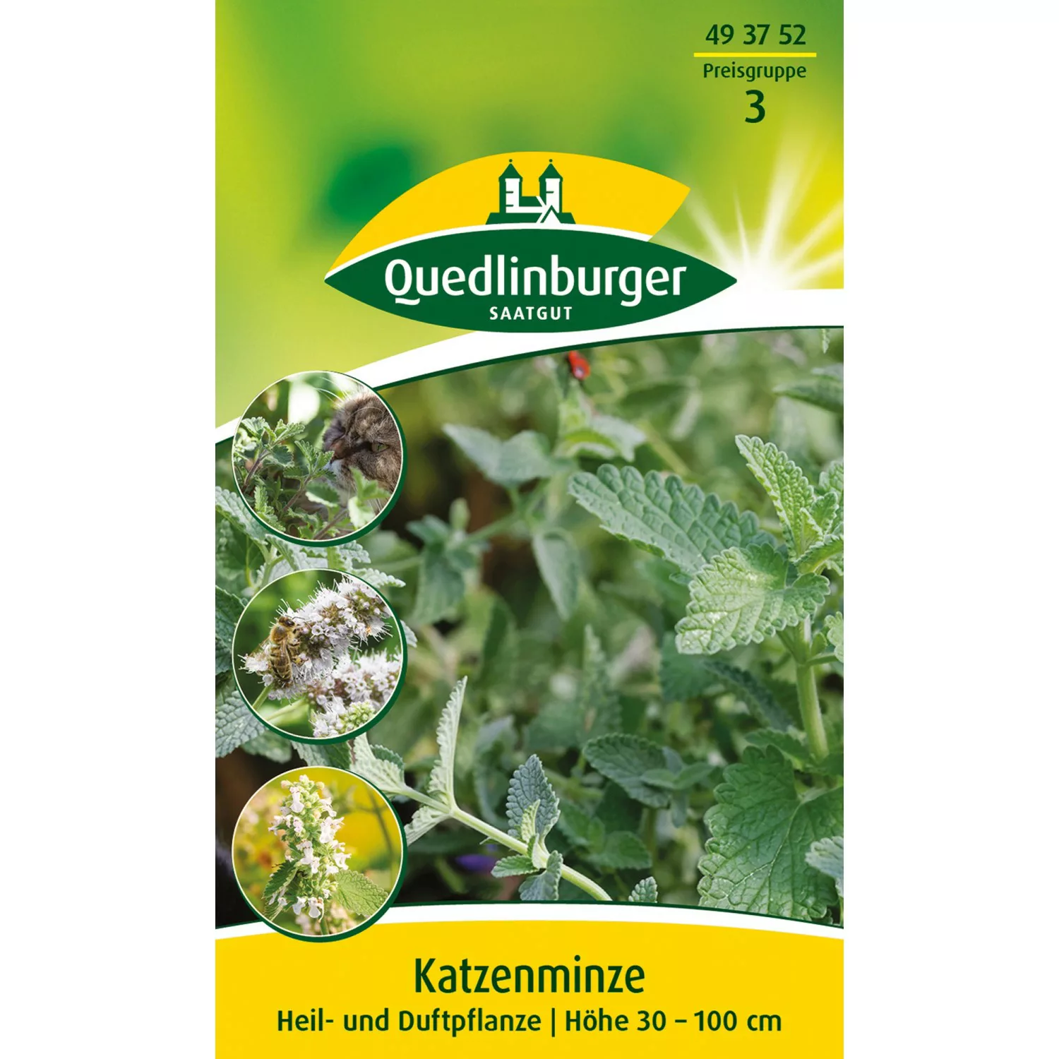 Quedlinburger Katzenminze günstig online kaufen