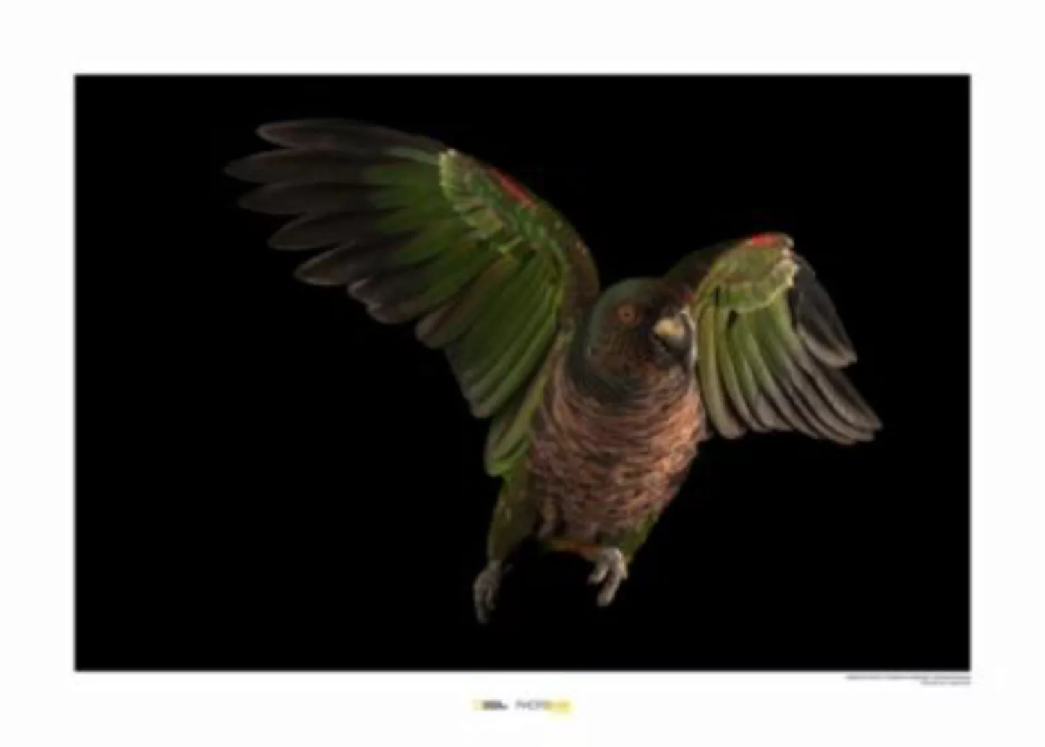 KOMAR Wandbild - Imperial Parrot - Größe: 70 x 50 cm mehrfarbig Gr. one siz günstig online kaufen