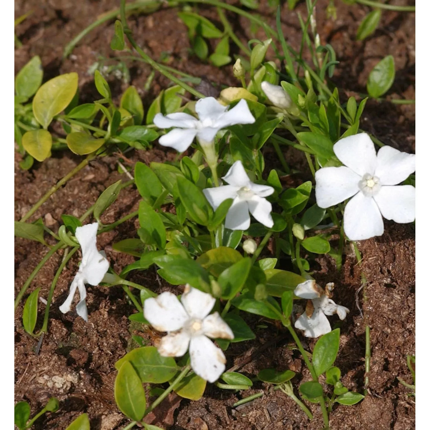 Kleinblättriges Immergrün Gertrude Jekyll - Vinca minor günstig online kaufen