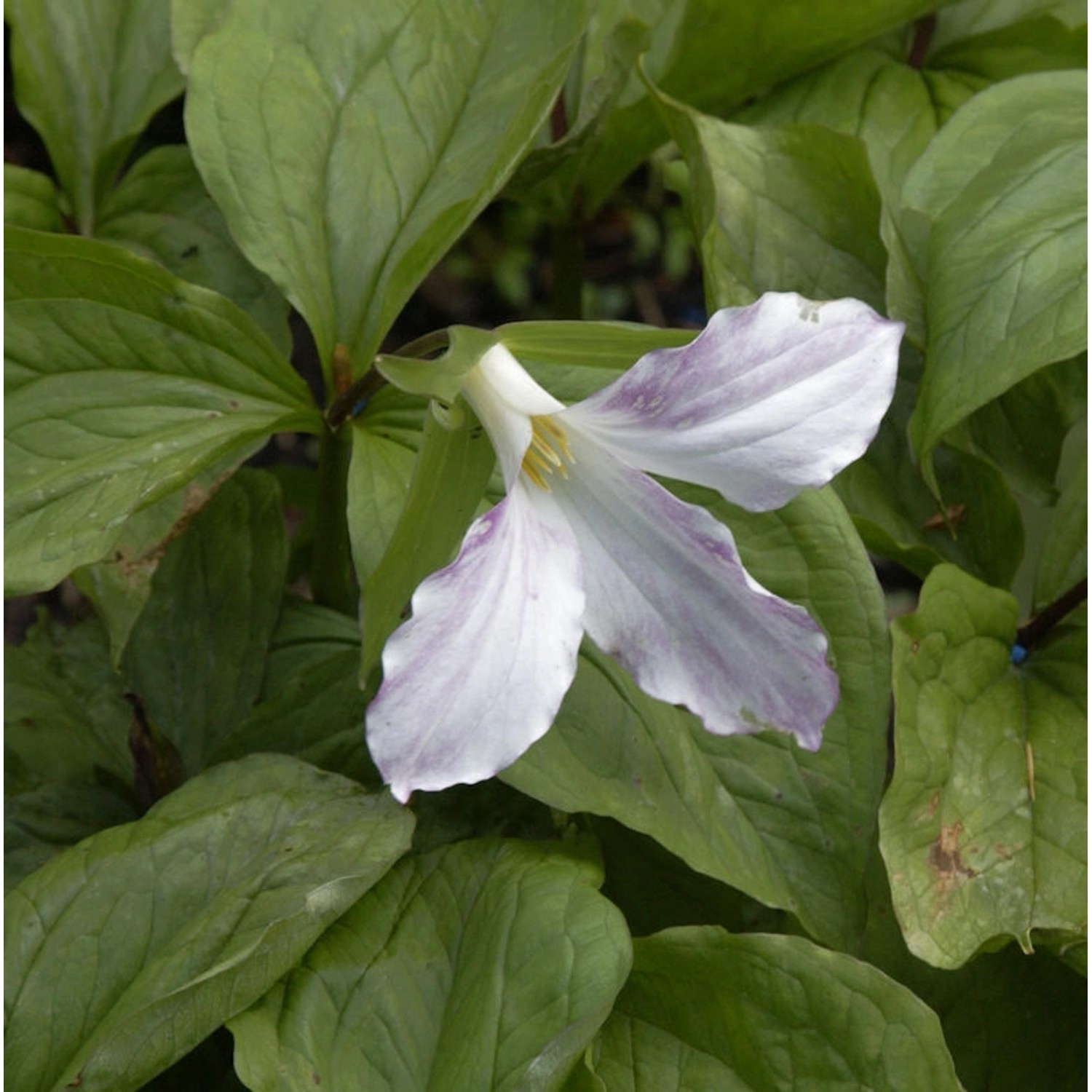 Großblütige Waldlilie - Trillium grandiflorum günstig online kaufen