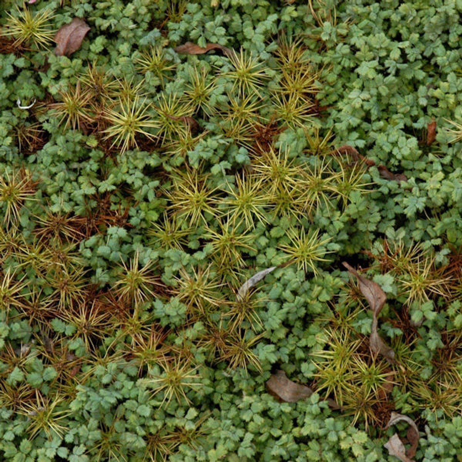 Magellan Stachelnüßchen - Acaena magellanica günstig online kaufen