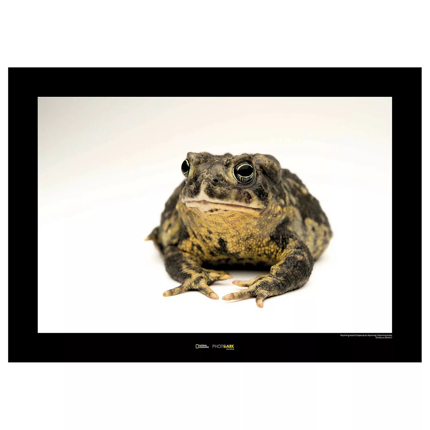 KOMAR Wandbild - Wyoming Toad - Größe: 70 x 50 cm mehrfarbig Gr. one size günstig online kaufen