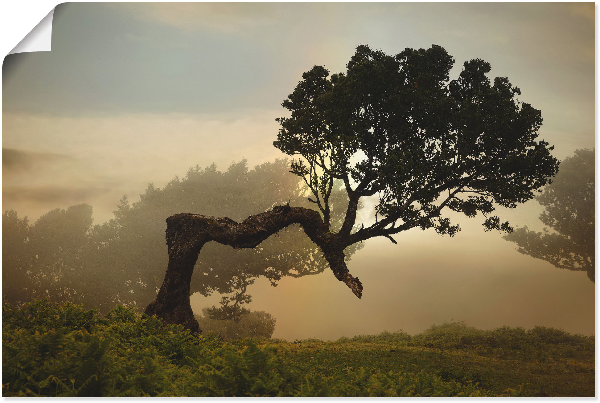 Artland Wandbild "Lorbeerbaum", Bäume, (1 St.), als Alubild, Outdoorbild, L günstig online kaufen