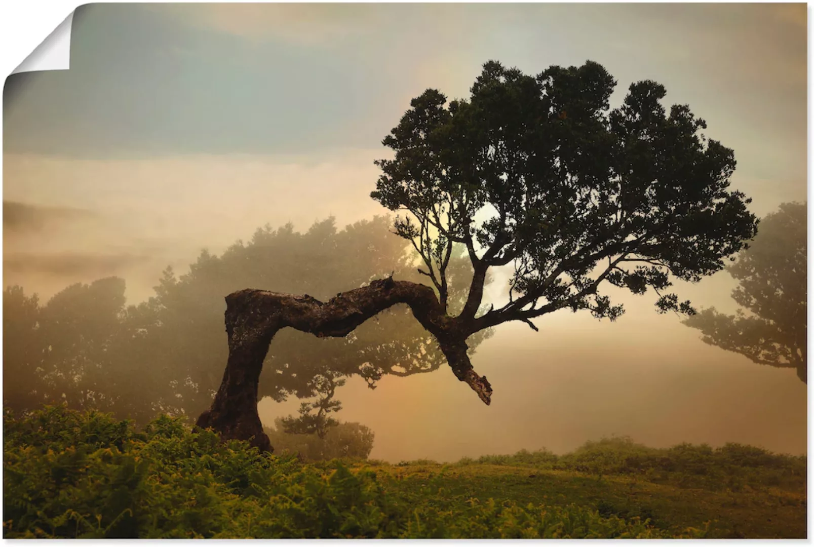 Artland Wandbild "Lorbeerbaum", Bäume, (1 St.), als Alubild, Outdoorbild, L günstig online kaufen