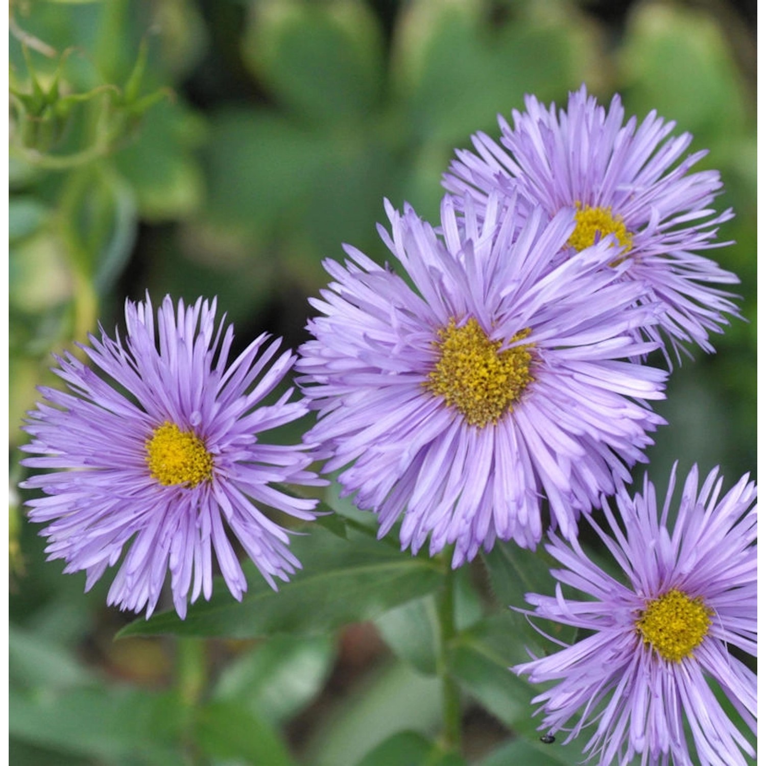 Feinstrahlaster Adria - Erigeron cultorum günstig online kaufen