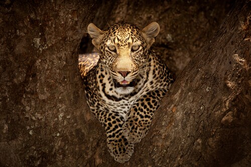 Papermoon Fototapete »Photo-Art OZKAN OZMEN, LEOPARD RUHT AUF EINEM BAUM IN günstig online kaufen