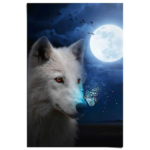 Reinders! Poster »Weißer Wolf« günstig online kaufen