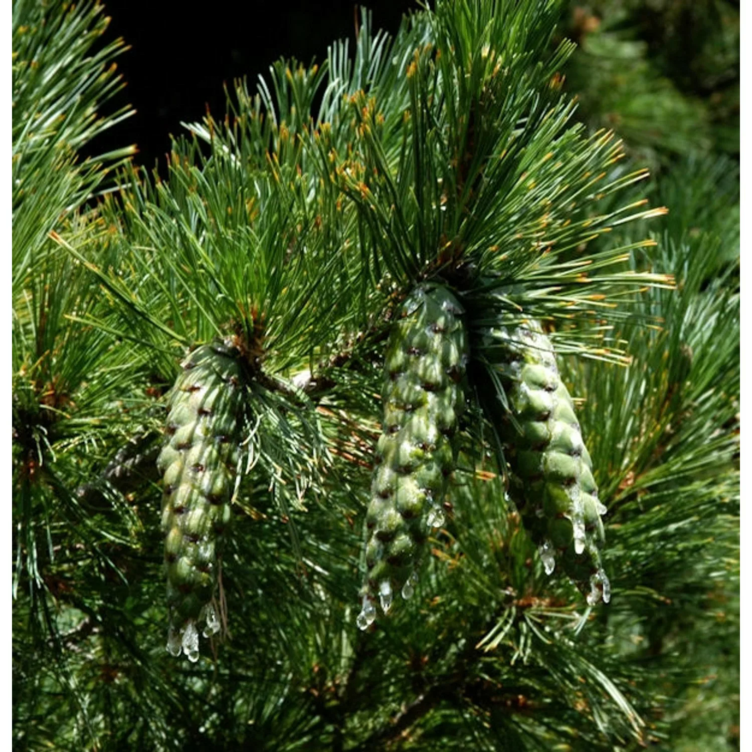 Mazedonischer Kiefer 40-50cm - Pinus peuce günstig online kaufen