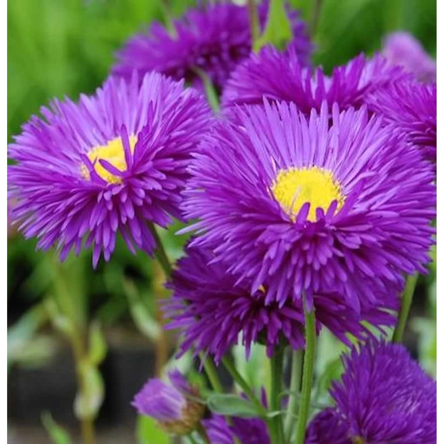 Feinstrahlaster Schwarzes Meer - Erigeron cultorum günstig online kaufen