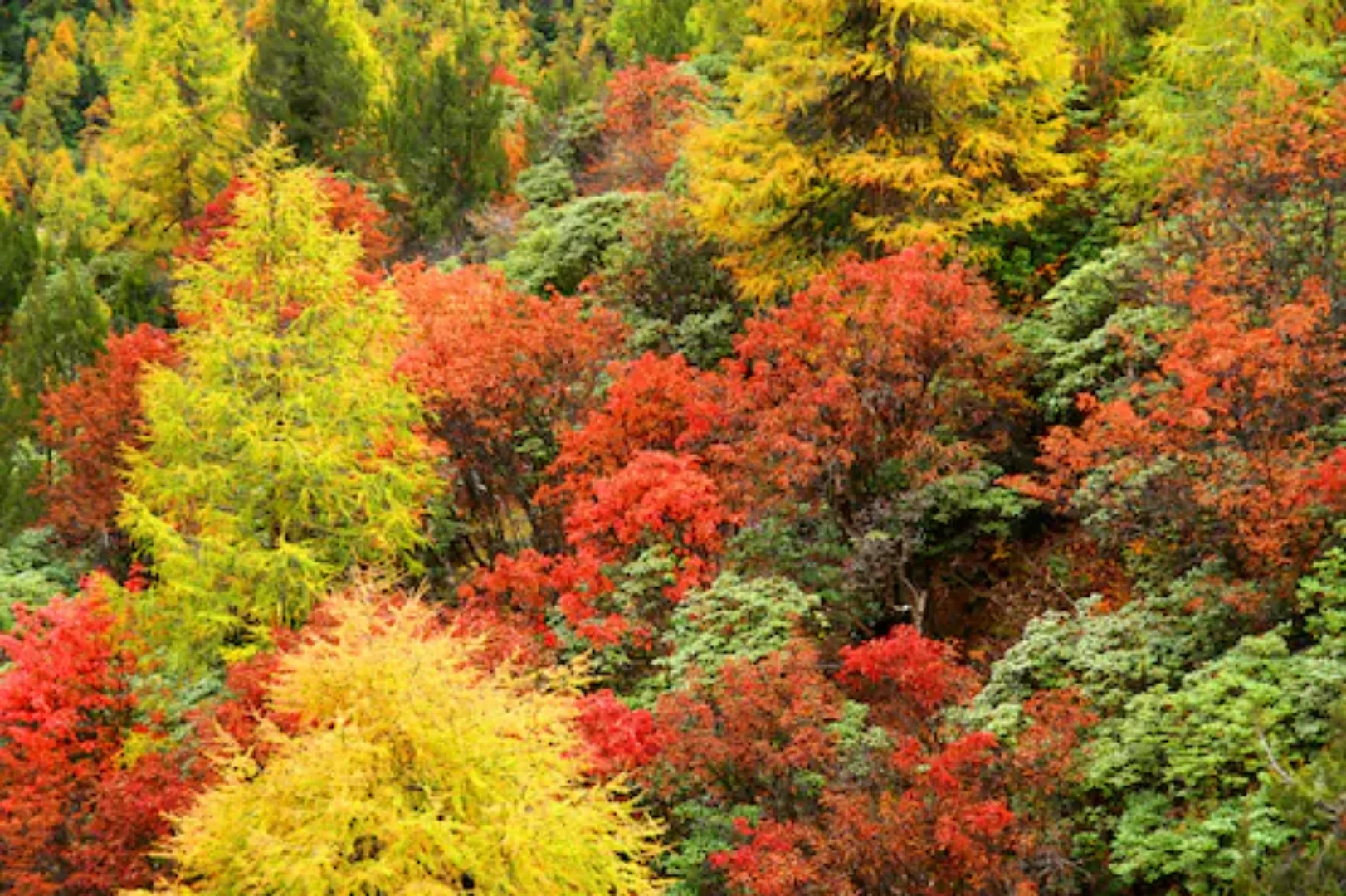 Papermoon Fototapete »Herbst Wald« günstig online kaufen