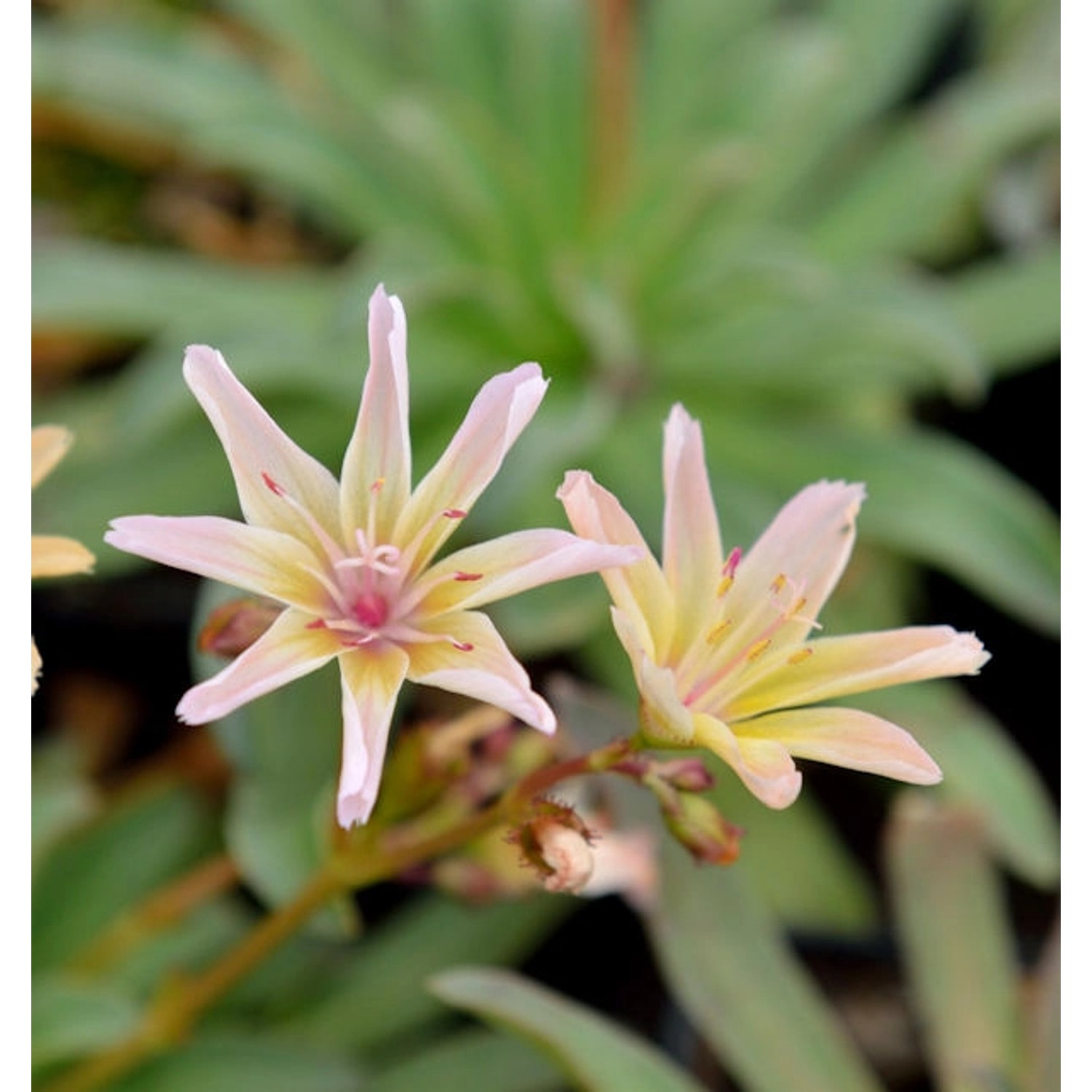 Bitterwurz Little Peach - Lewisia longipetala günstig online kaufen