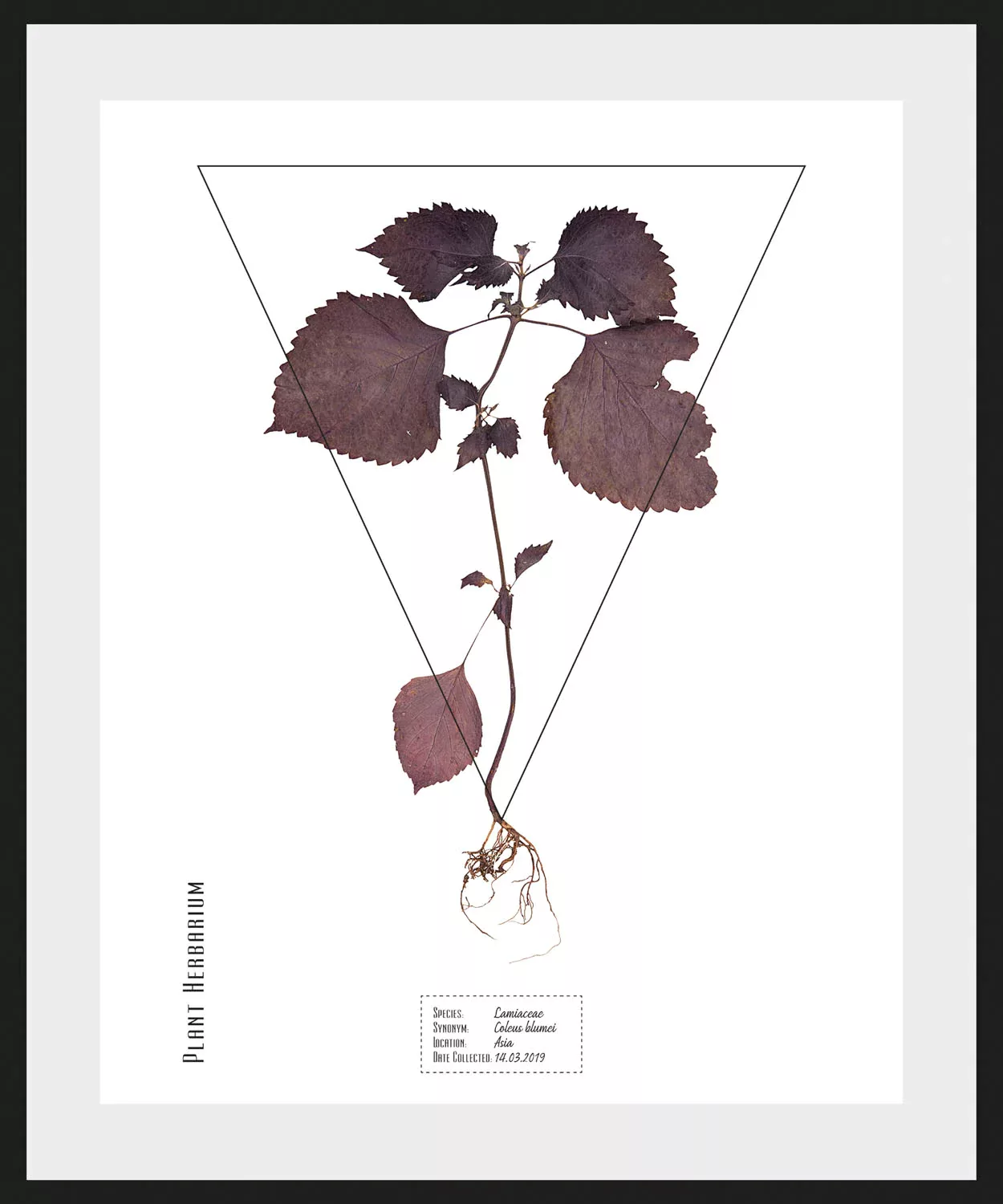 queence Bild "Lamiaceae", (1 St.) günstig online kaufen