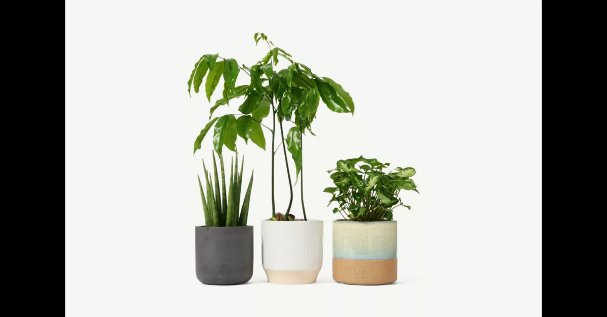 Bloombox Club 3-tlg. Set Pflanzen mit Topf, Mehrfarbig - MADE.com günstig online kaufen
