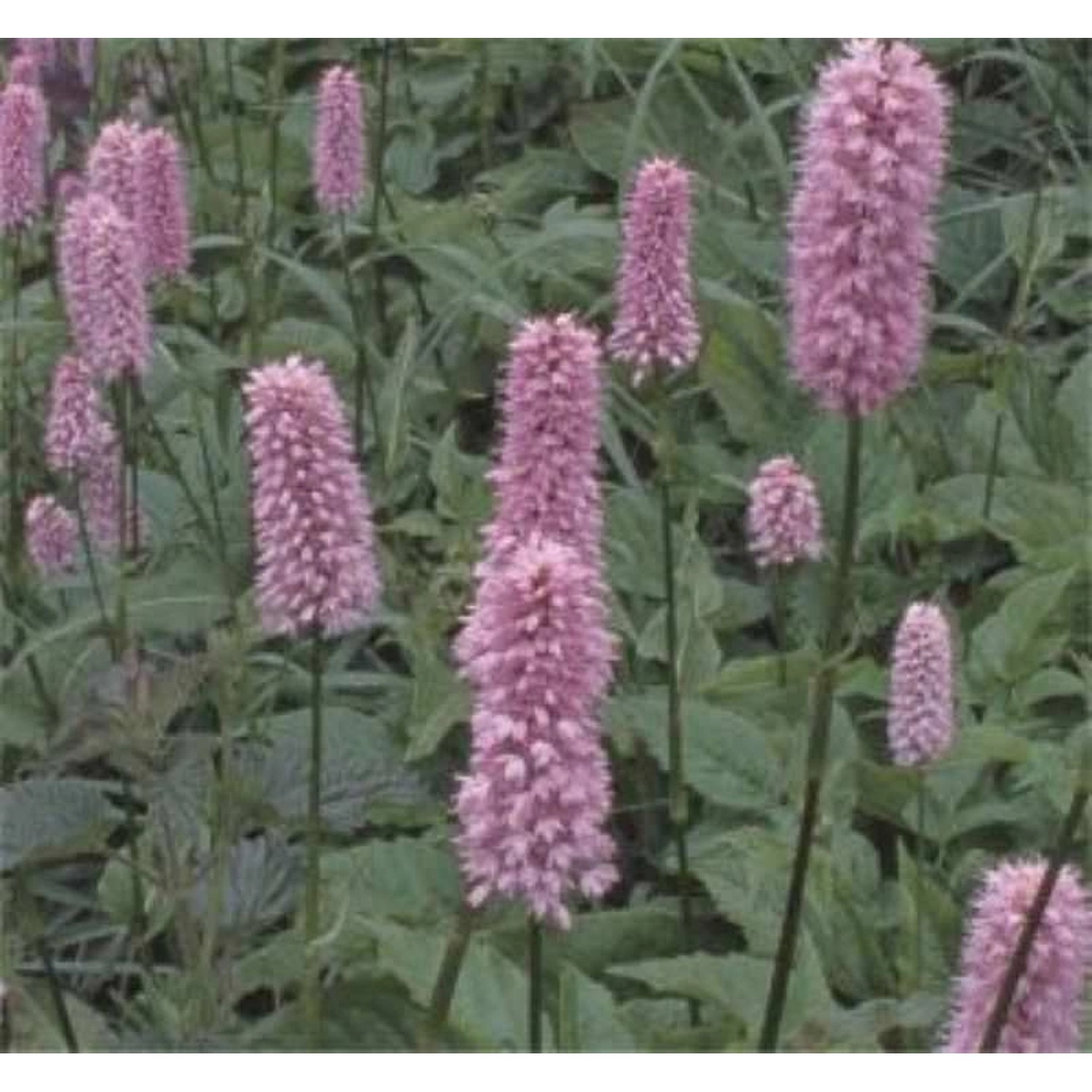 Kerzenknöterich Specioum - Persicaria amplexicaulis günstig online kaufen