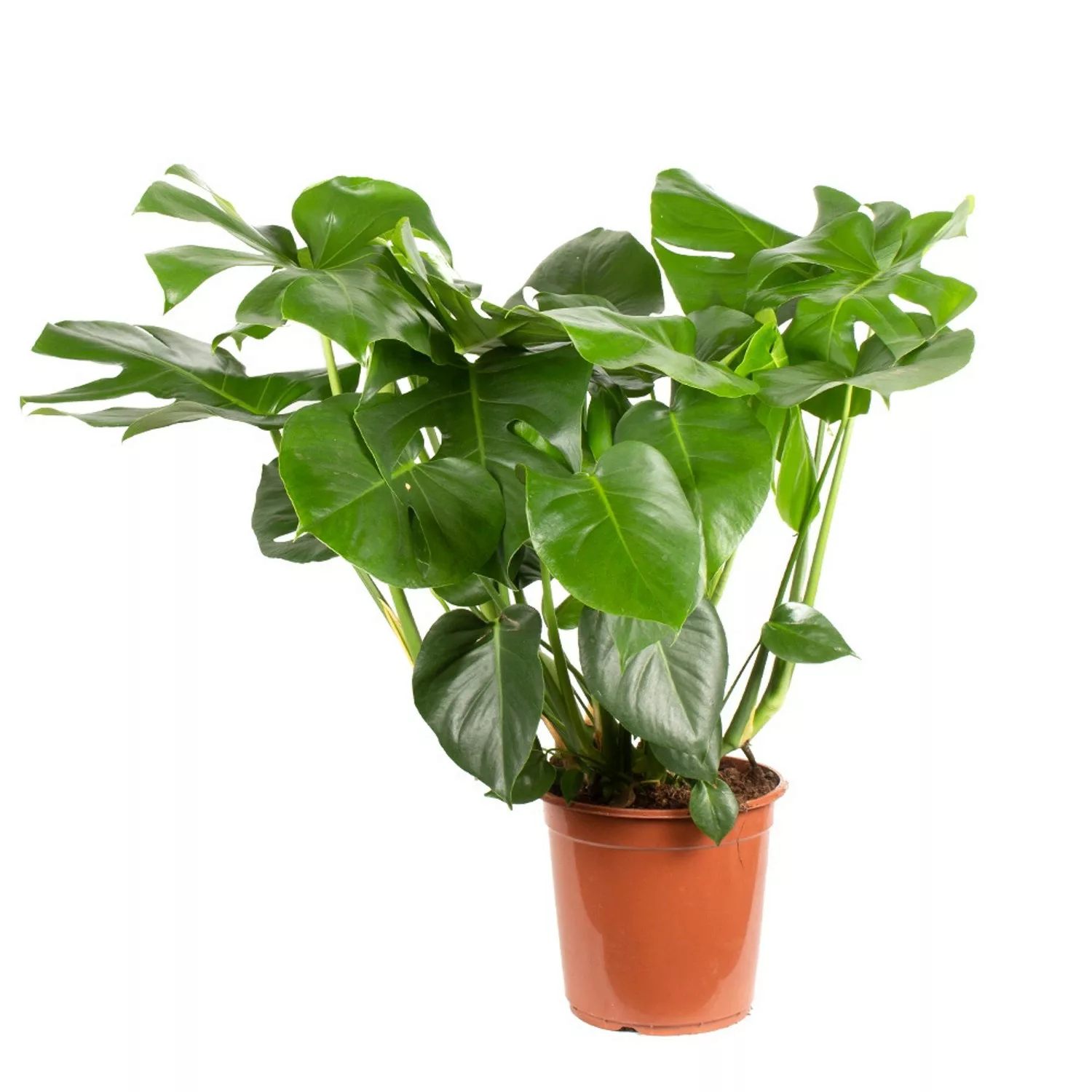 Monstera Deliciosa XL Zimmerpflanze Höhe ca. 85 cm  Topf-ø 21 cm Fensterbla günstig online kaufen