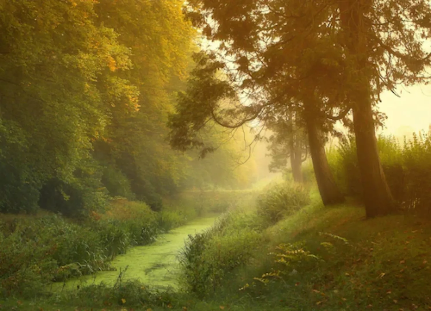 Papermoon Fototapete »Wald mit Fluss« günstig online kaufen