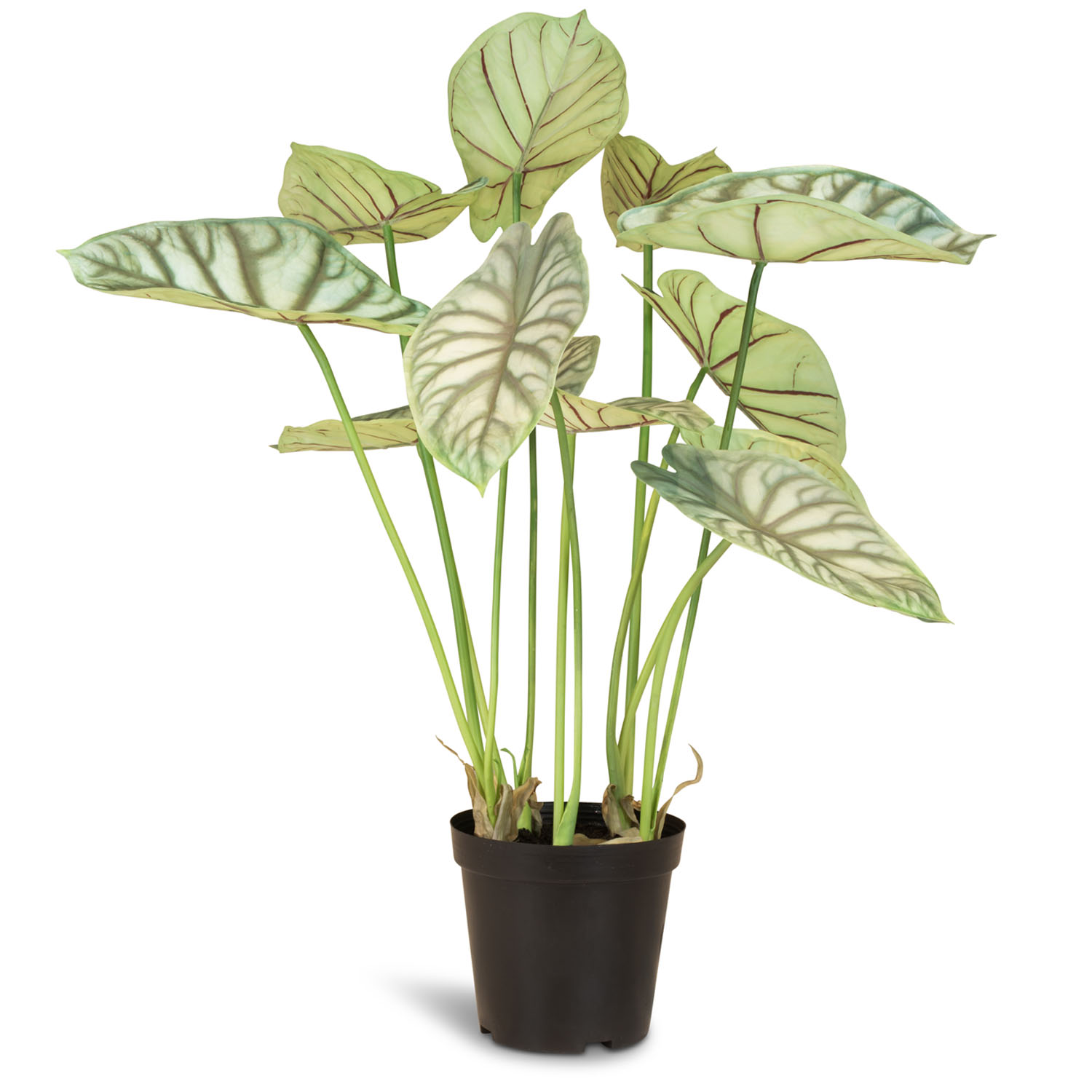 Alocasia - Elefantenohr Kunstpflanze 66 cm günstig online kaufen