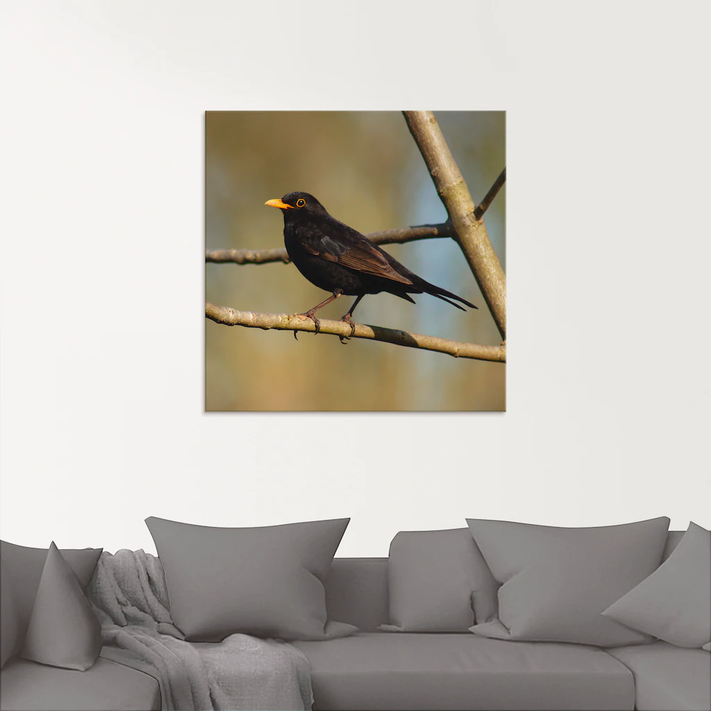 Artland Glasbild "Amsel", Vögel, (1 St.), in verschiedenen Größen günstig online kaufen