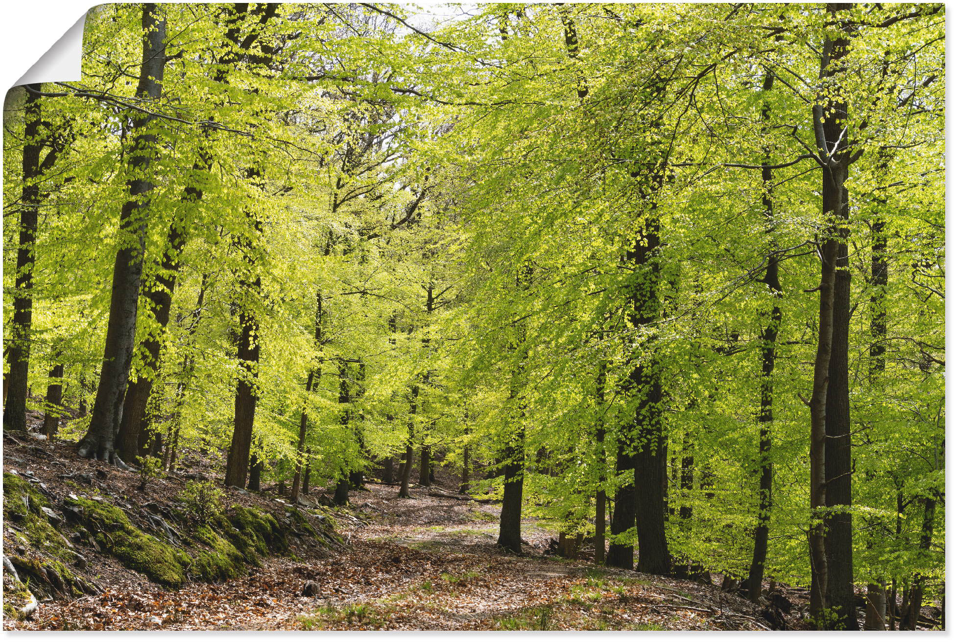 Artland Wandbild "Die Buchen im Frühling", Wald, (1 St.), als Alubild, Outd günstig online kaufen