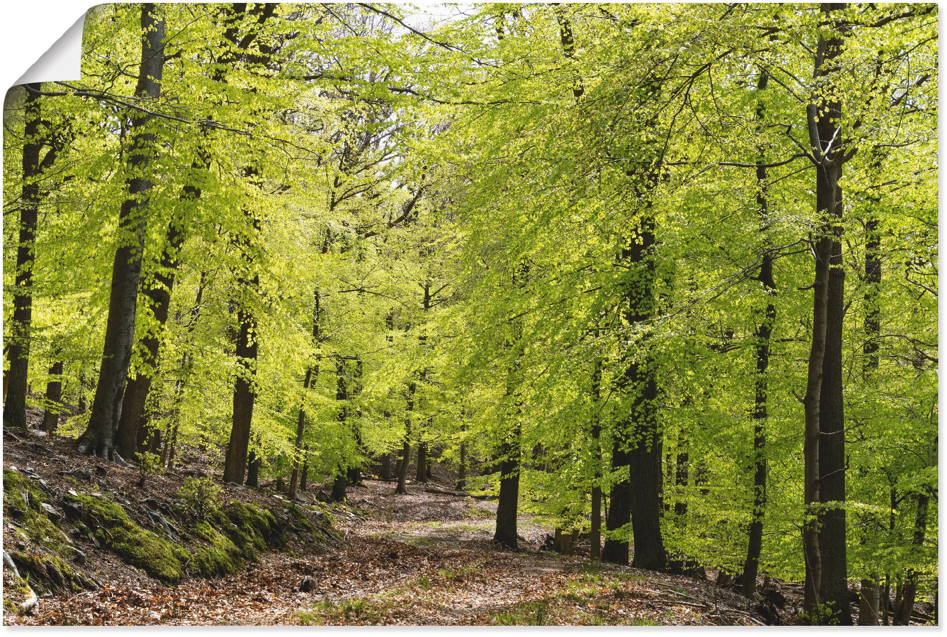 Artland Wandbild "Die Buchen im Frühling", Wald, (1 St.), als Alubild, Outd günstig online kaufen