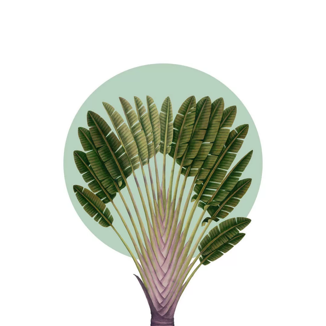 Komar Wandbild Botanical Garden Pinnate Palm Palmenblätter B/L: ca. 50x70 c günstig online kaufen