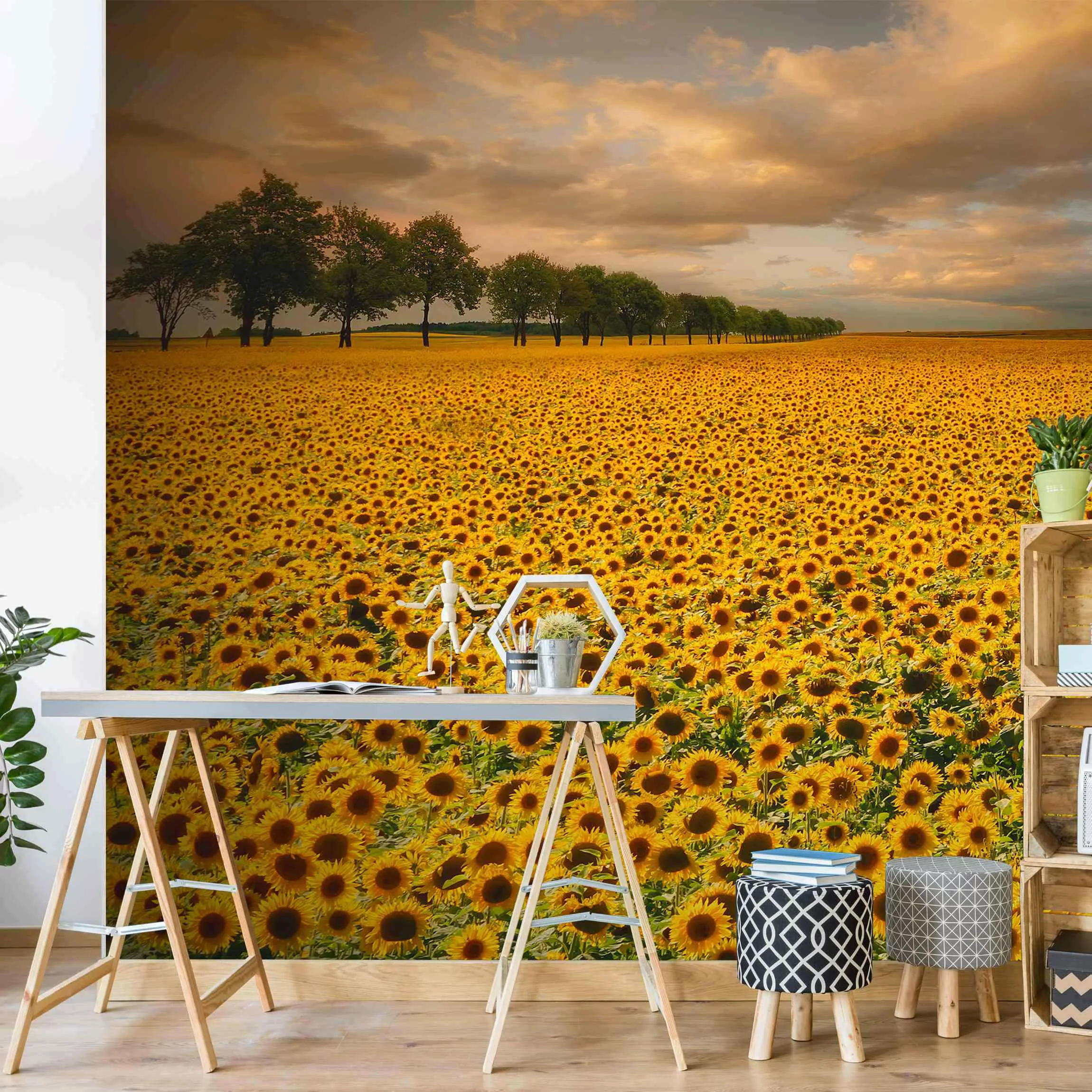 Fototapete Feld mit Sonnenblumen günstig online kaufen