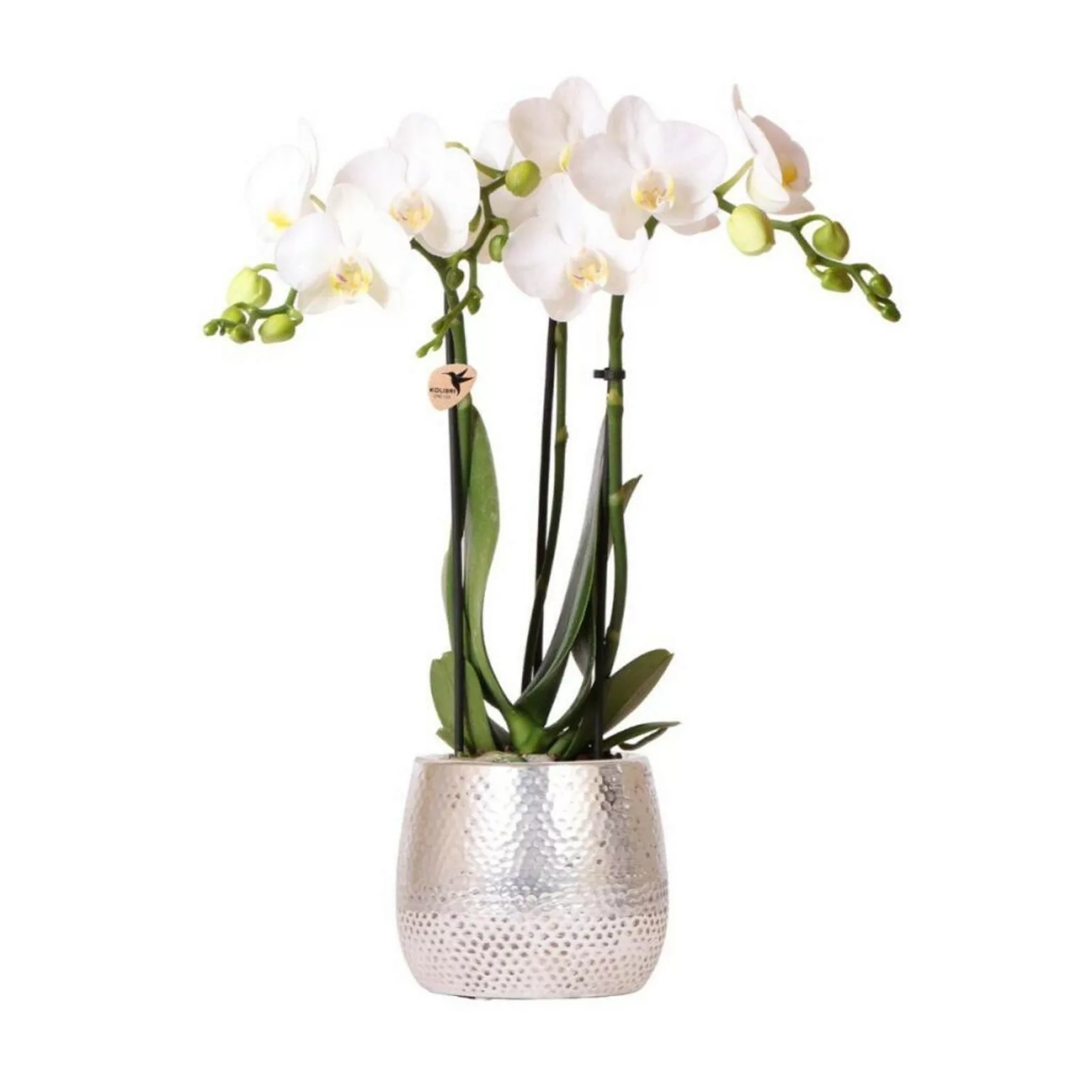 Kolibri Orchids Weiße Phalaenopsis Orchidee Amabilis & Elite Topf Silber  T günstig online kaufen