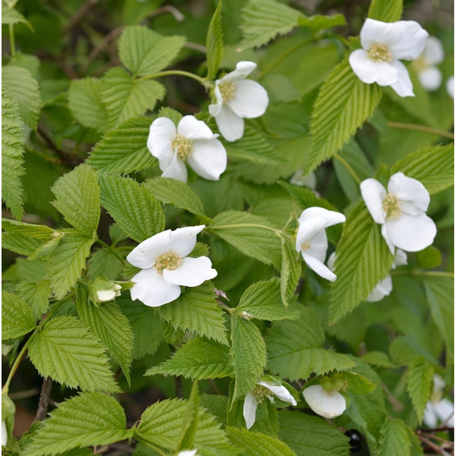 Scheinkerrie 30-40cm - Rhodotypos scandens günstig online kaufen