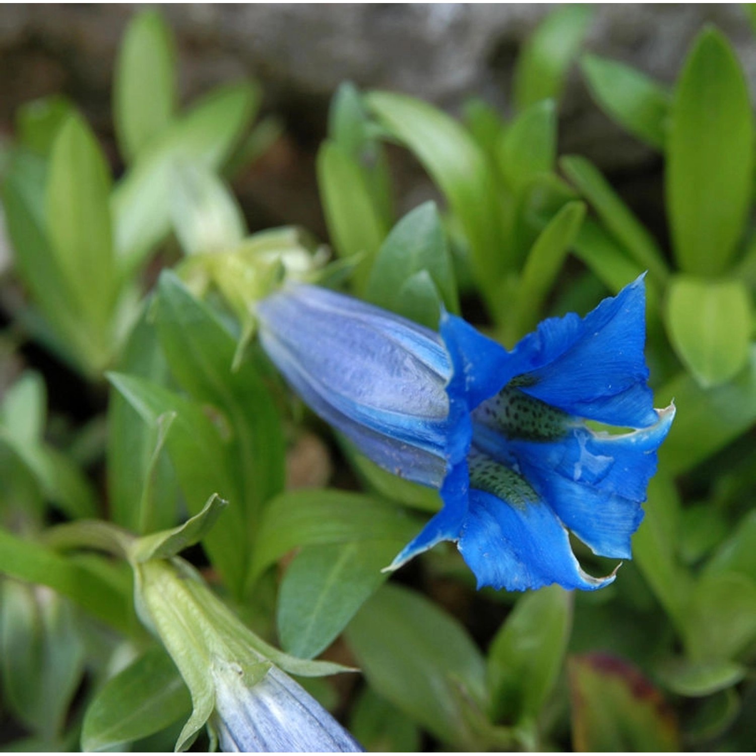 Stengelloser Enzian - Gentiana acaulis günstig online kaufen