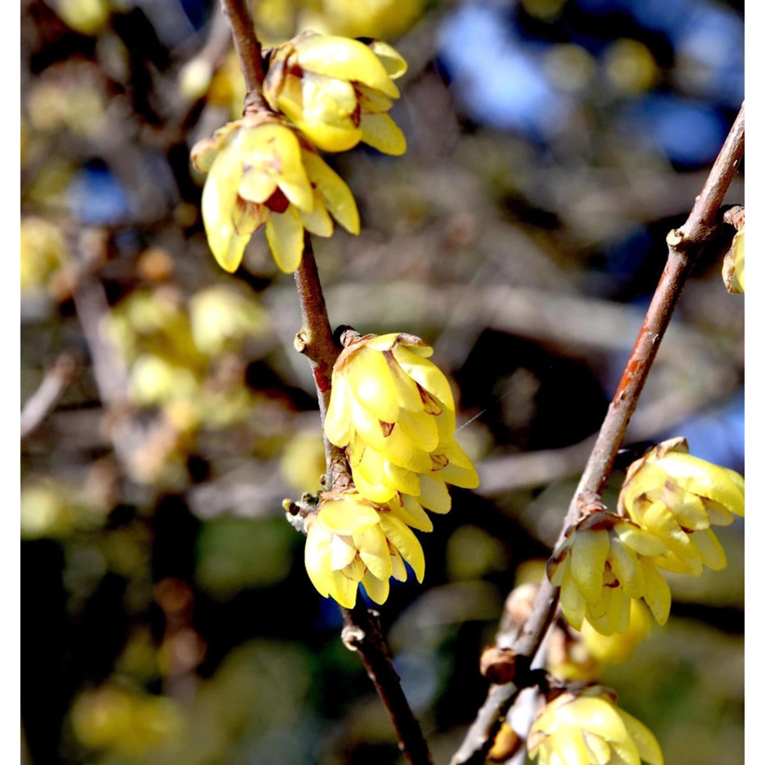 Chinesische Winterblüte 40-60cm - Chimonanthus praecox günstig online kaufen