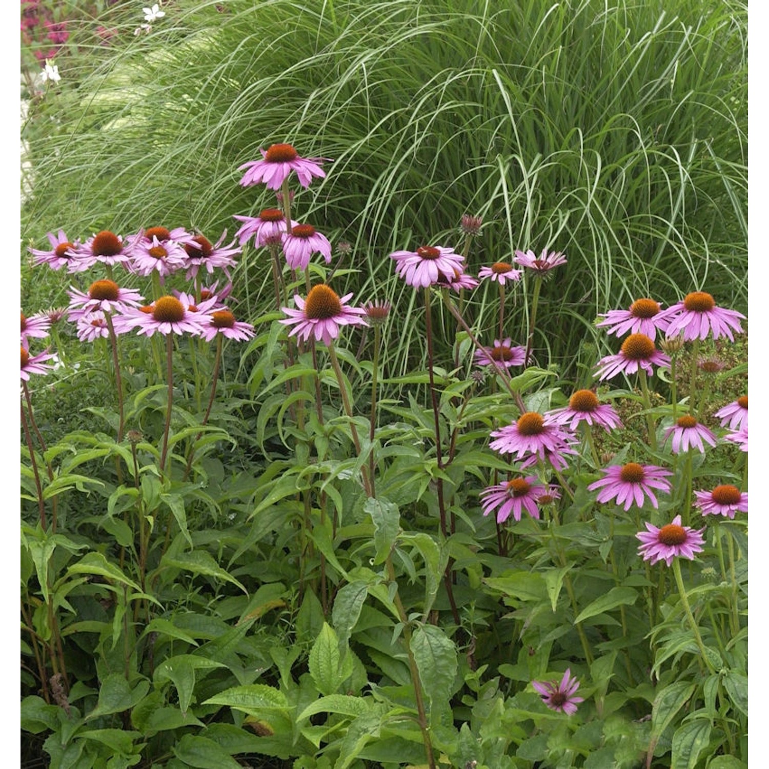 Sonnenhut Magnus - großer Topf - Echinacea purpurea günstig online kaufen