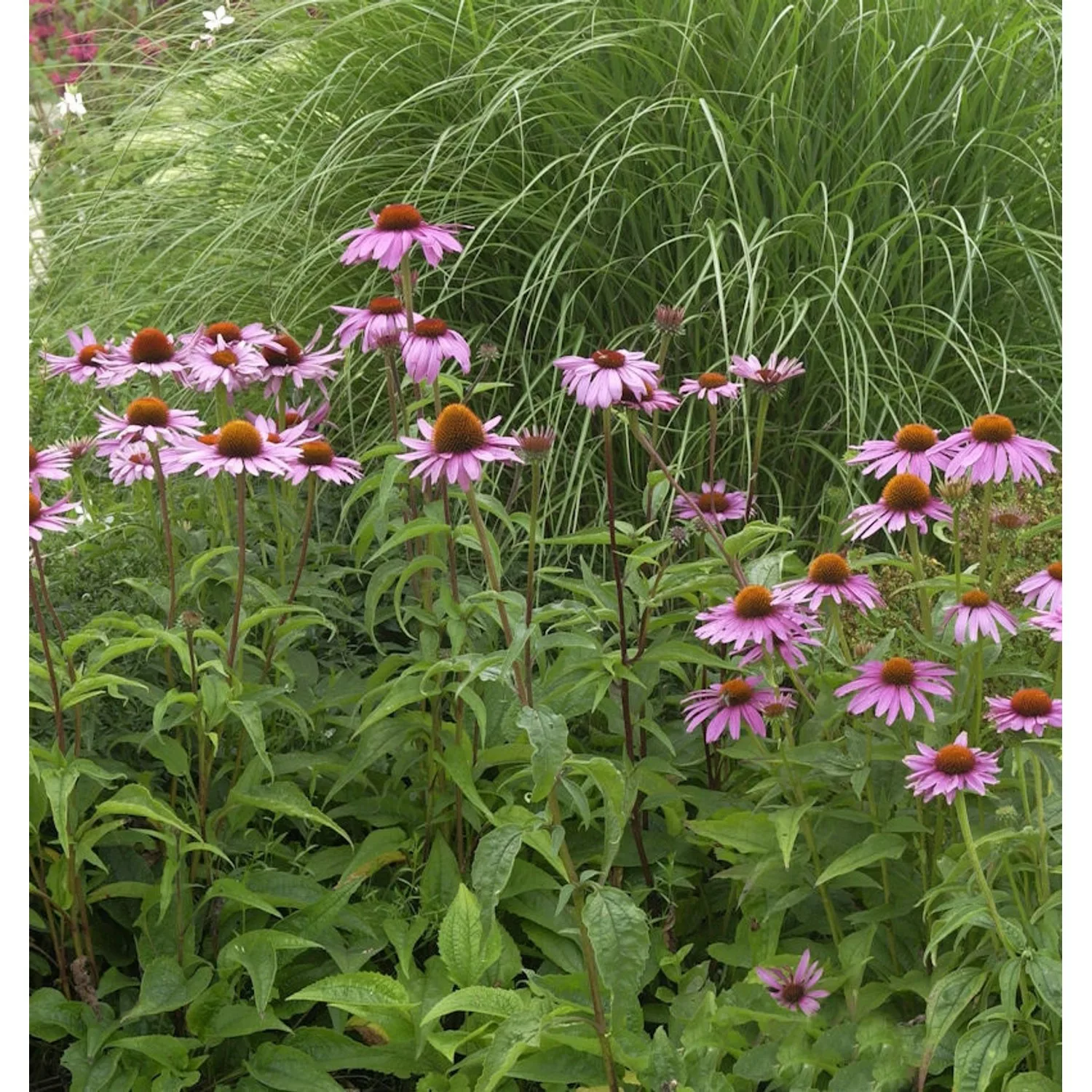 Sonnenhut Magnus - großer Topf - Echinacea purpurea günstig online kaufen