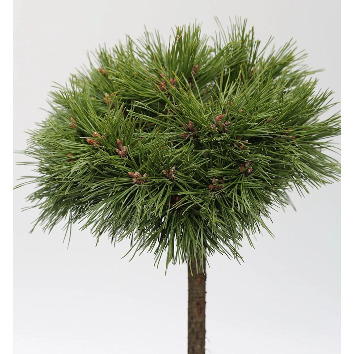 Hochstamm Kompakte Kugelkiefer Varella 40-60cm - Pinus mugo Varella günstig online kaufen