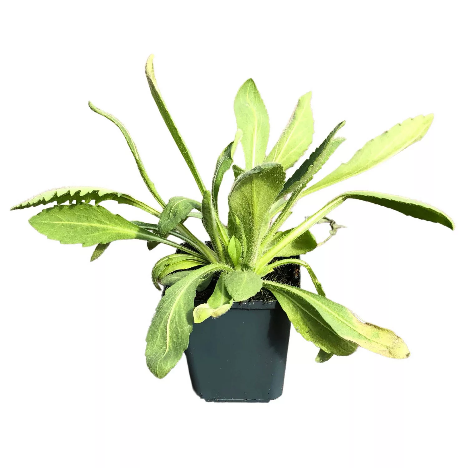 Garten-Kokardenblume Kobold Topf-Ø ca. 9 cm x 9 cm Gaillardia günstig online kaufen