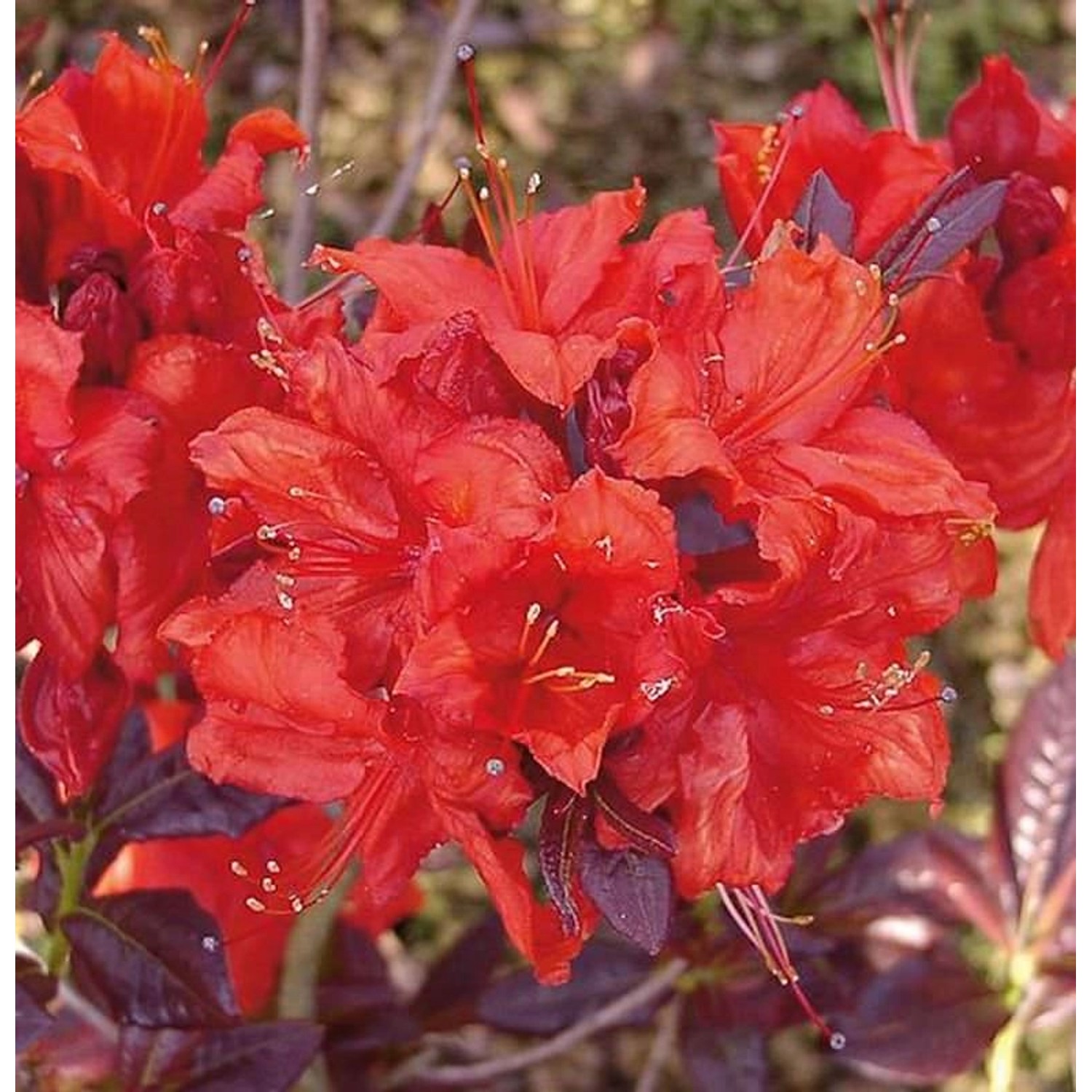 Azalee Royal Command 40-50cm - Rhododendron luteum - Alpenrose günstig online kaufen