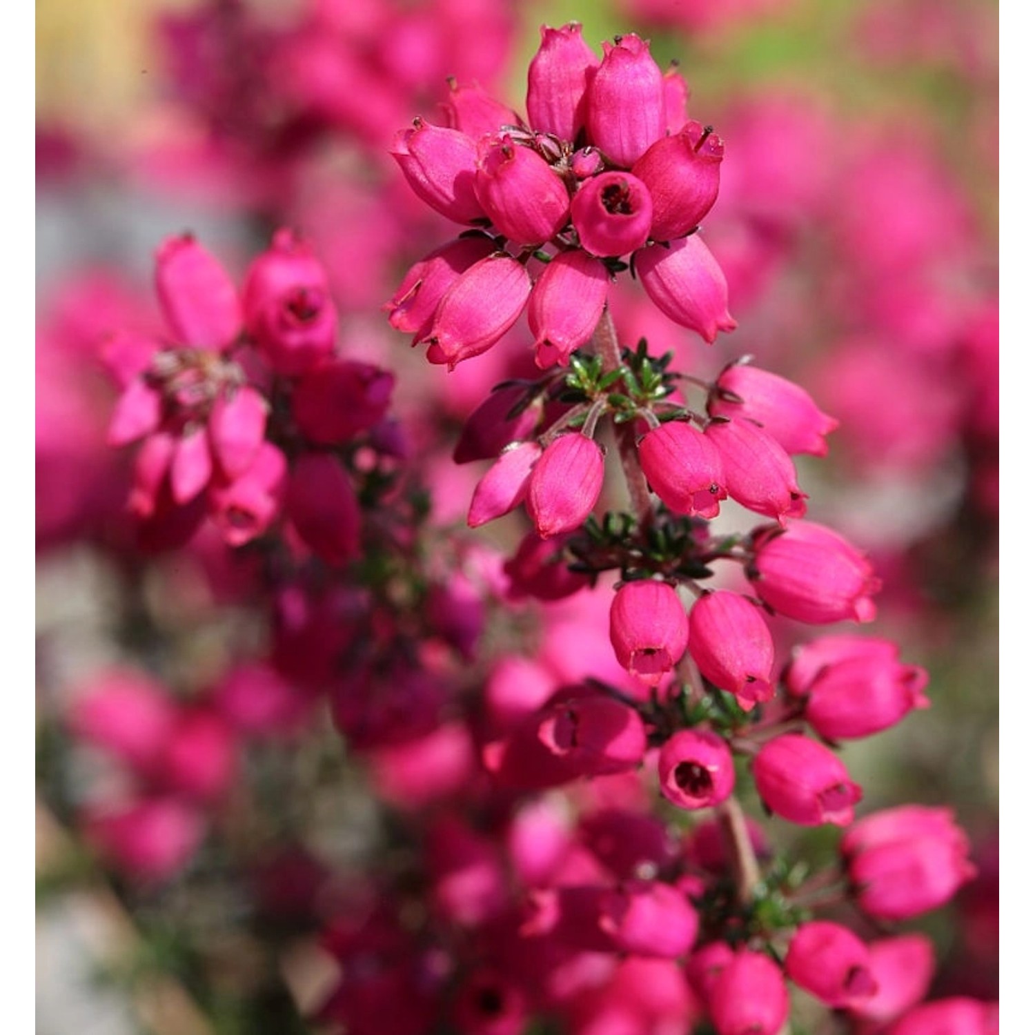 10x Grauheide Rote Rosita - Erica cinerea günstig online kaufen