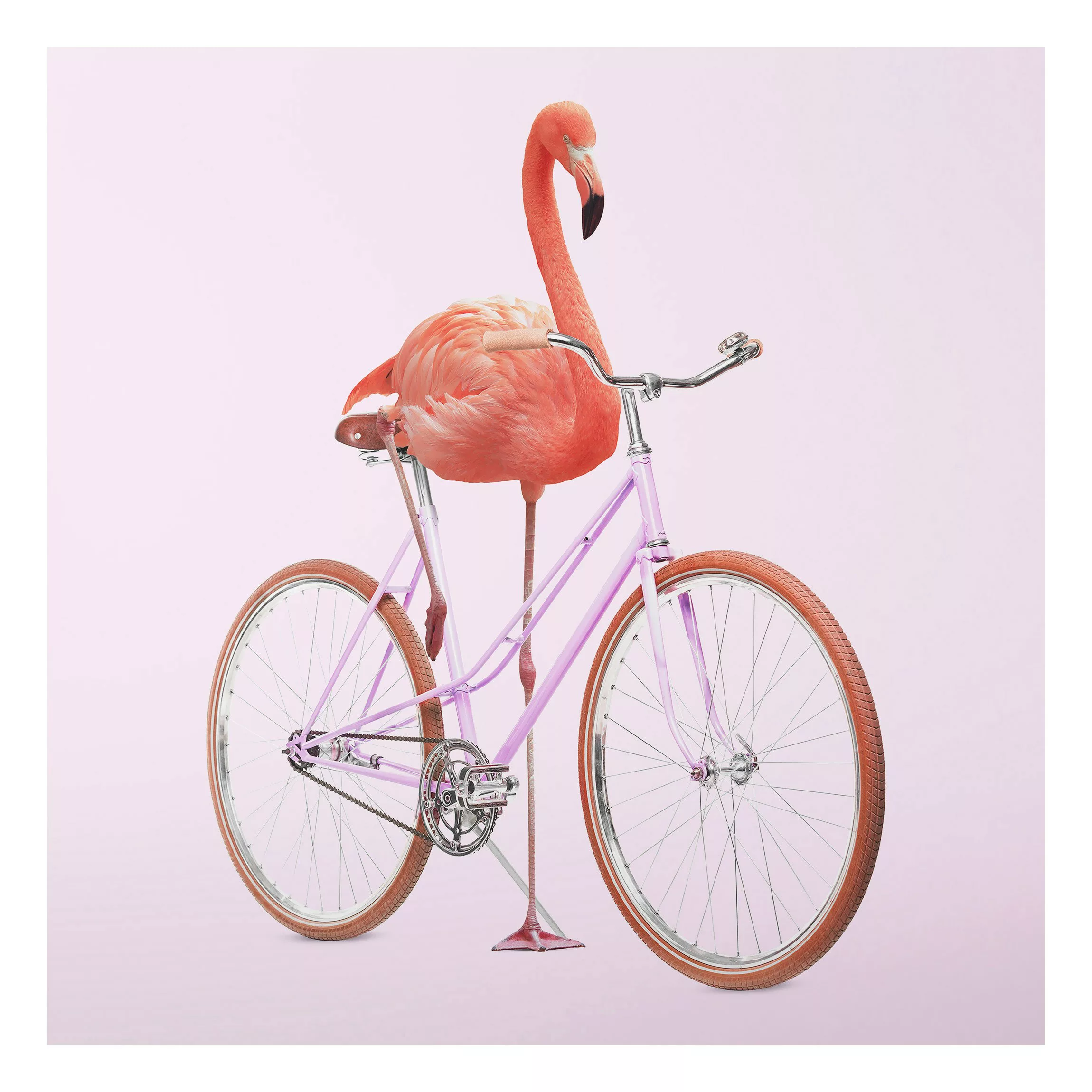 Alu-Dibond Bild Kunstdruck - Quadrat Flamingo mit Fahrrad günstig online kaufen