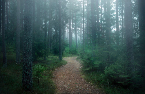 Papermoon Fototapete »Photo-Art CHRISTIAN LINDSTEN, DER VERWUNSCHENE WALD« günstig online kaufen