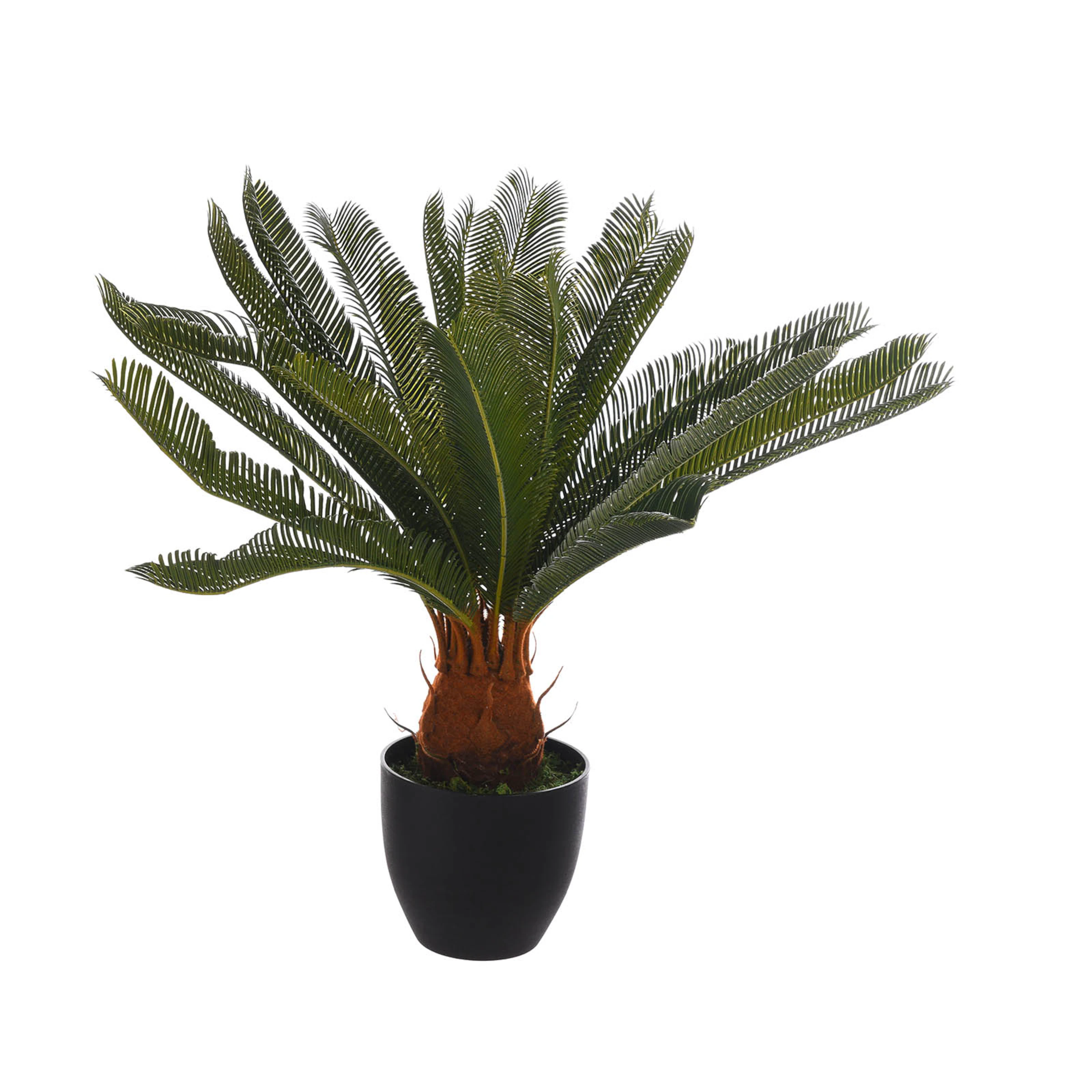 Palme i.Topf ca.72cm, grün günstig online kaufen