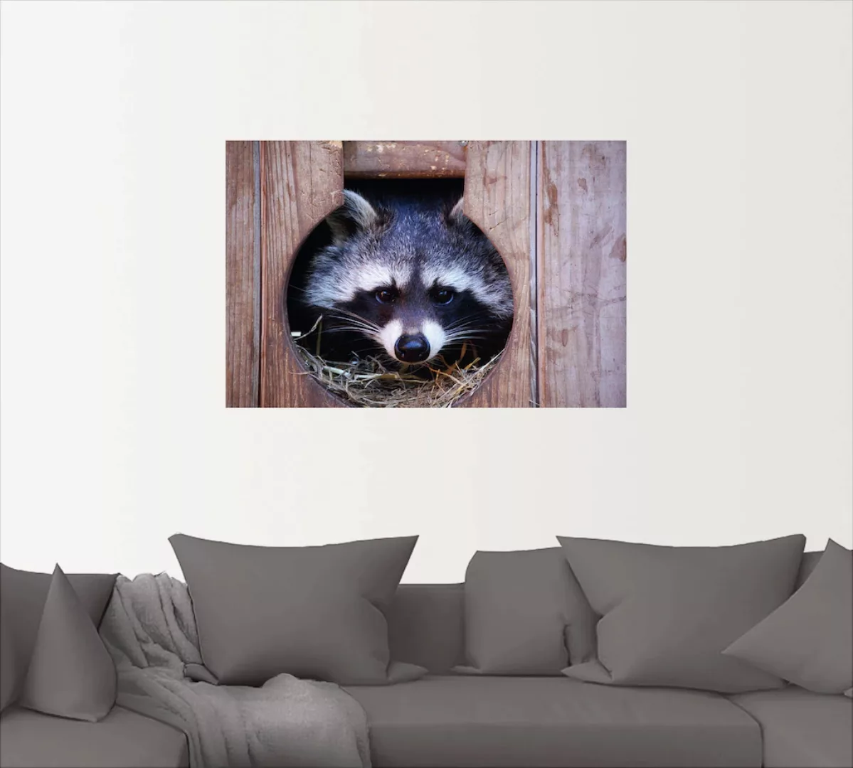 Artland Wandbild "Niedlicher kleiner Waschbär", Wildtiere, (1 St.), als Lei günstig online kaufen