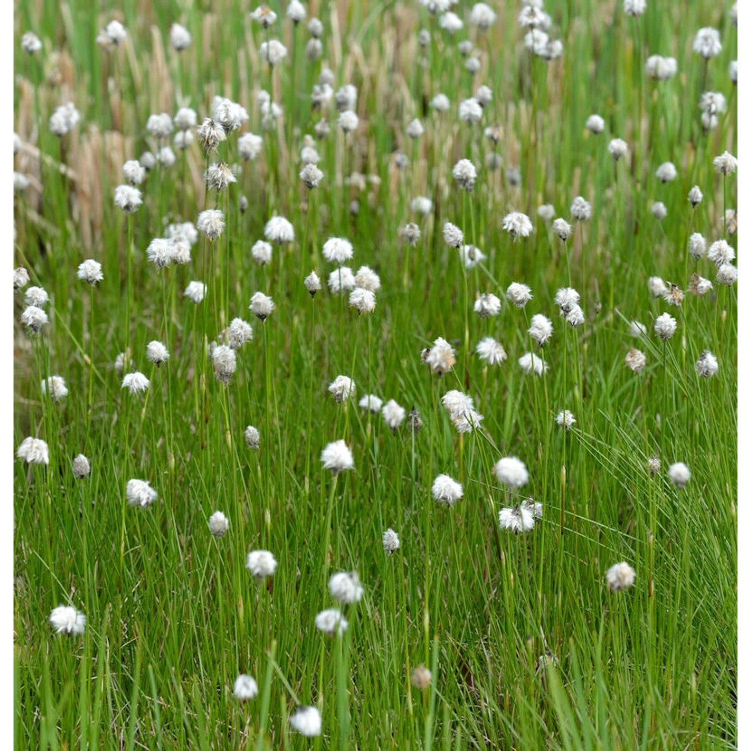 Sibirische Wollgras - Eriophorum russeolum günstig online kaufen