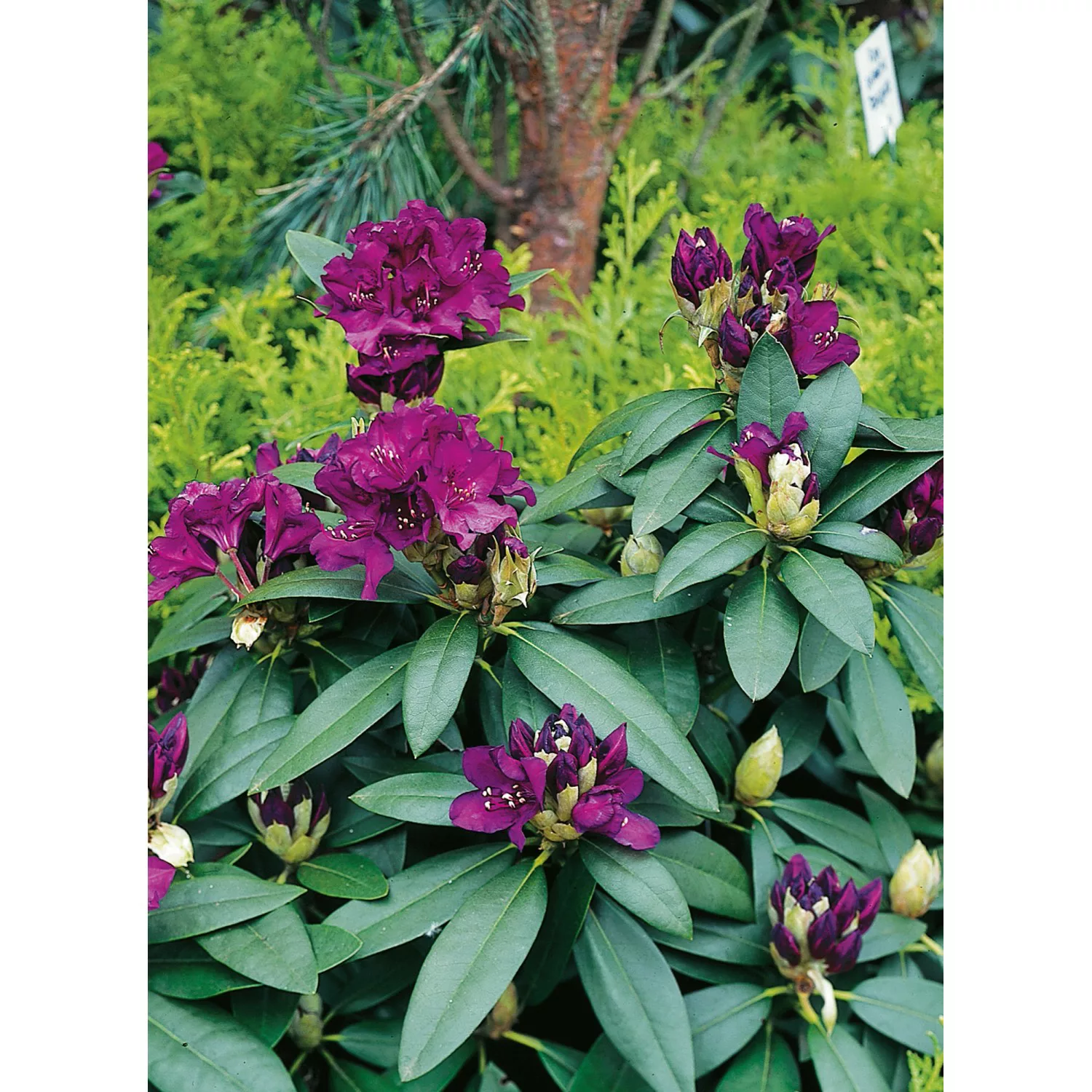 OBI Rhododendron-Hybride Polarnacht Schwarzviolett Höhe ca. 20-30cm Topf ca günstig online kaufen