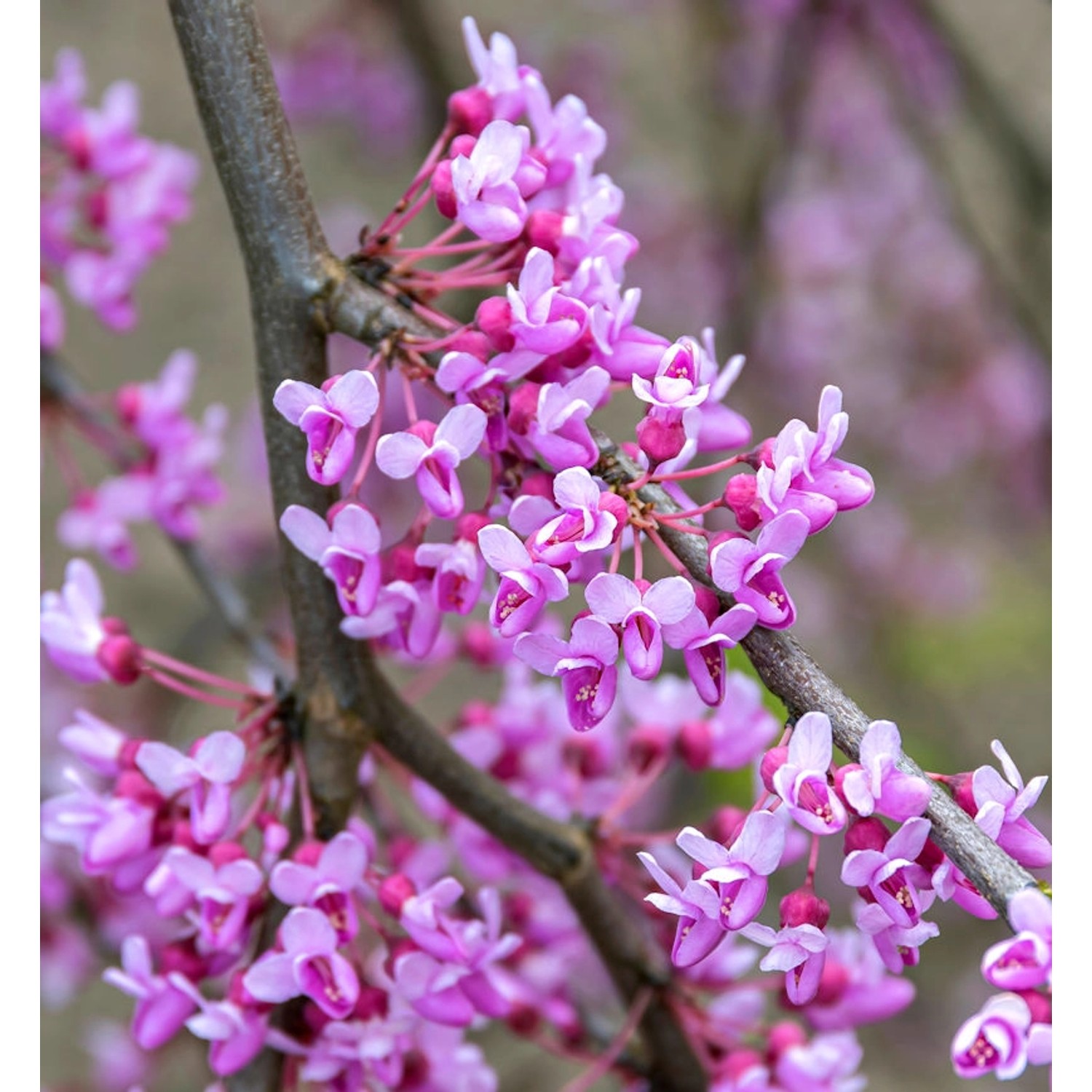 Kanadischer Judasbaum Blackpearl 80-100cm - Cercis canadensis günstig online kaufen