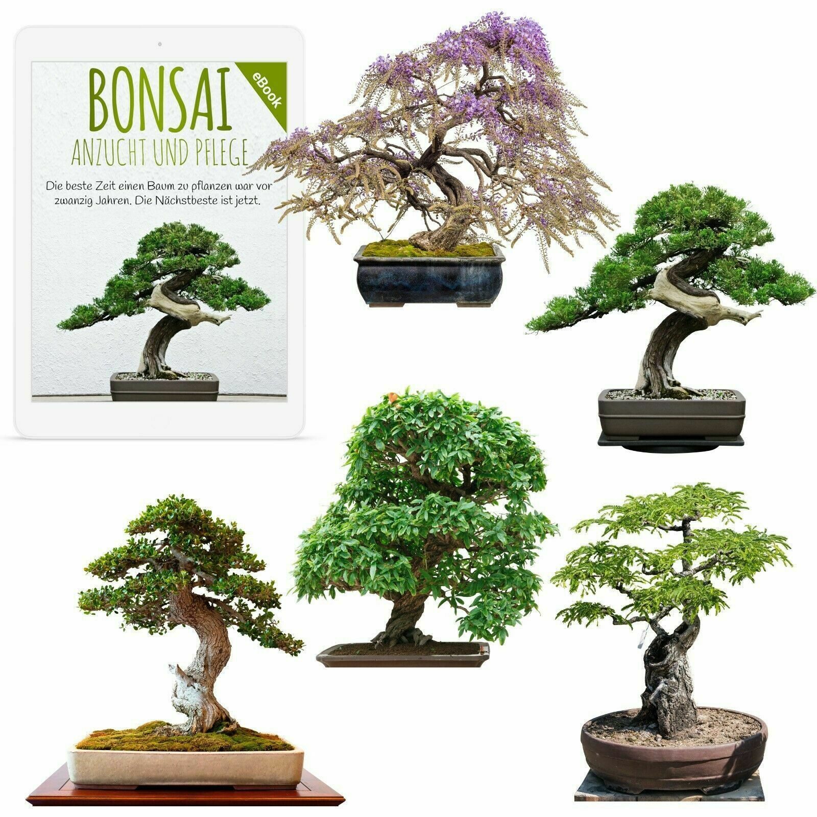 HappySeed Blumensamen Exotische Bonsai Samen mit günstig online kaufen