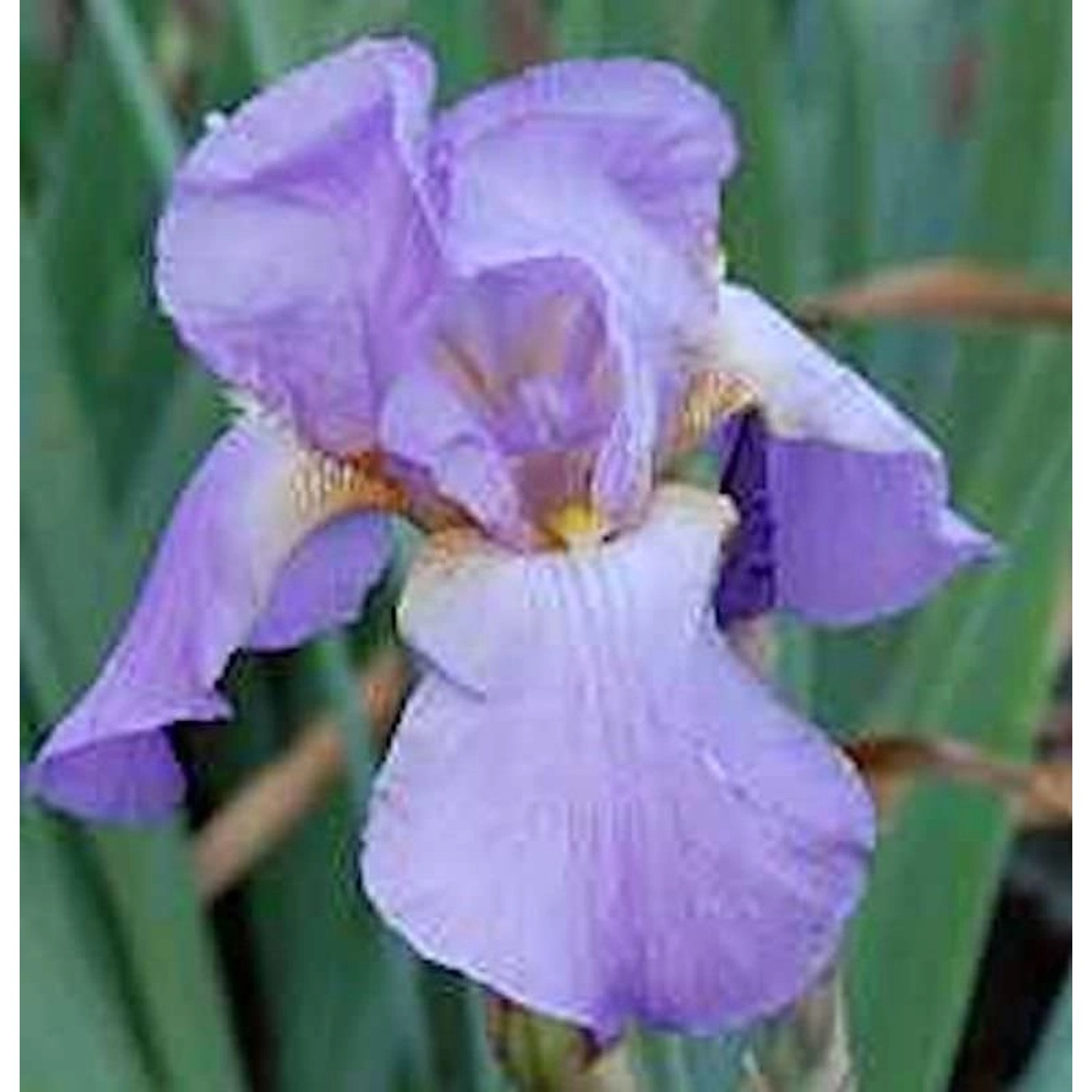 Zwergschwertlilie Blue Demin - Iris barbata nana günstig online kaufen