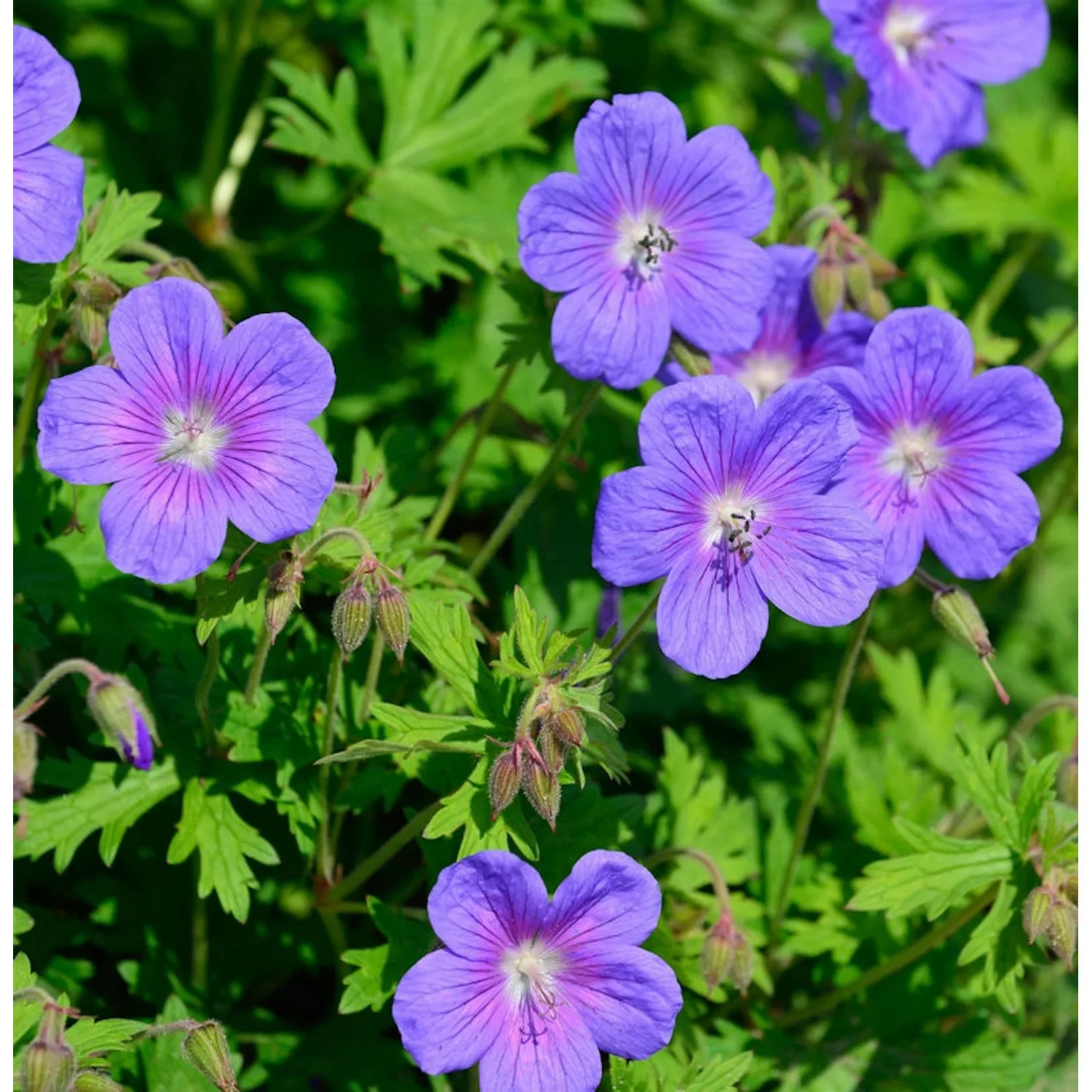 Himalayastorchschnabel Gravetye - Geranium himalayense günstig online kaufen